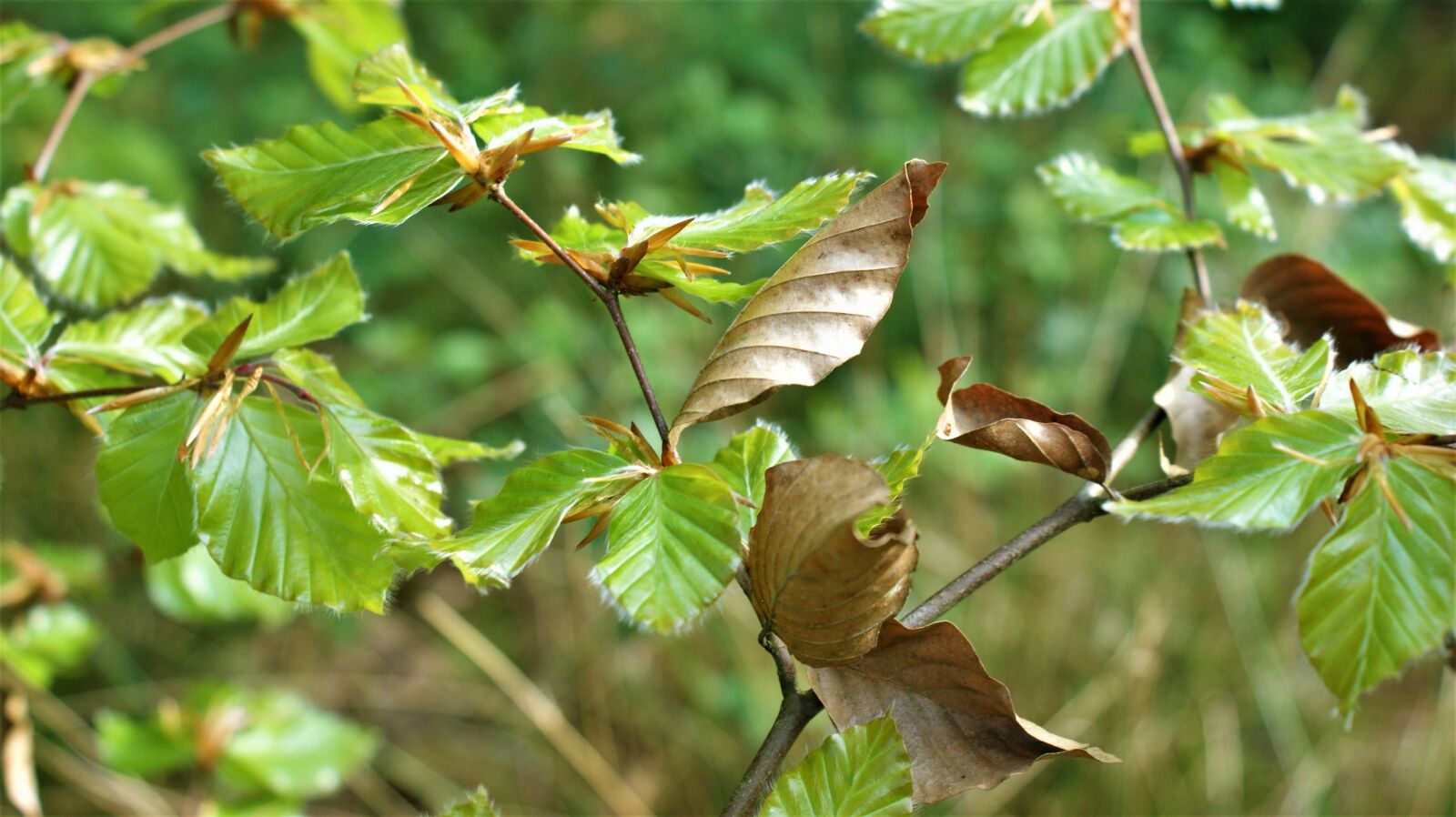 Sony Alpha DSLR-A350 sample photo. Leaves, nature, spring photography