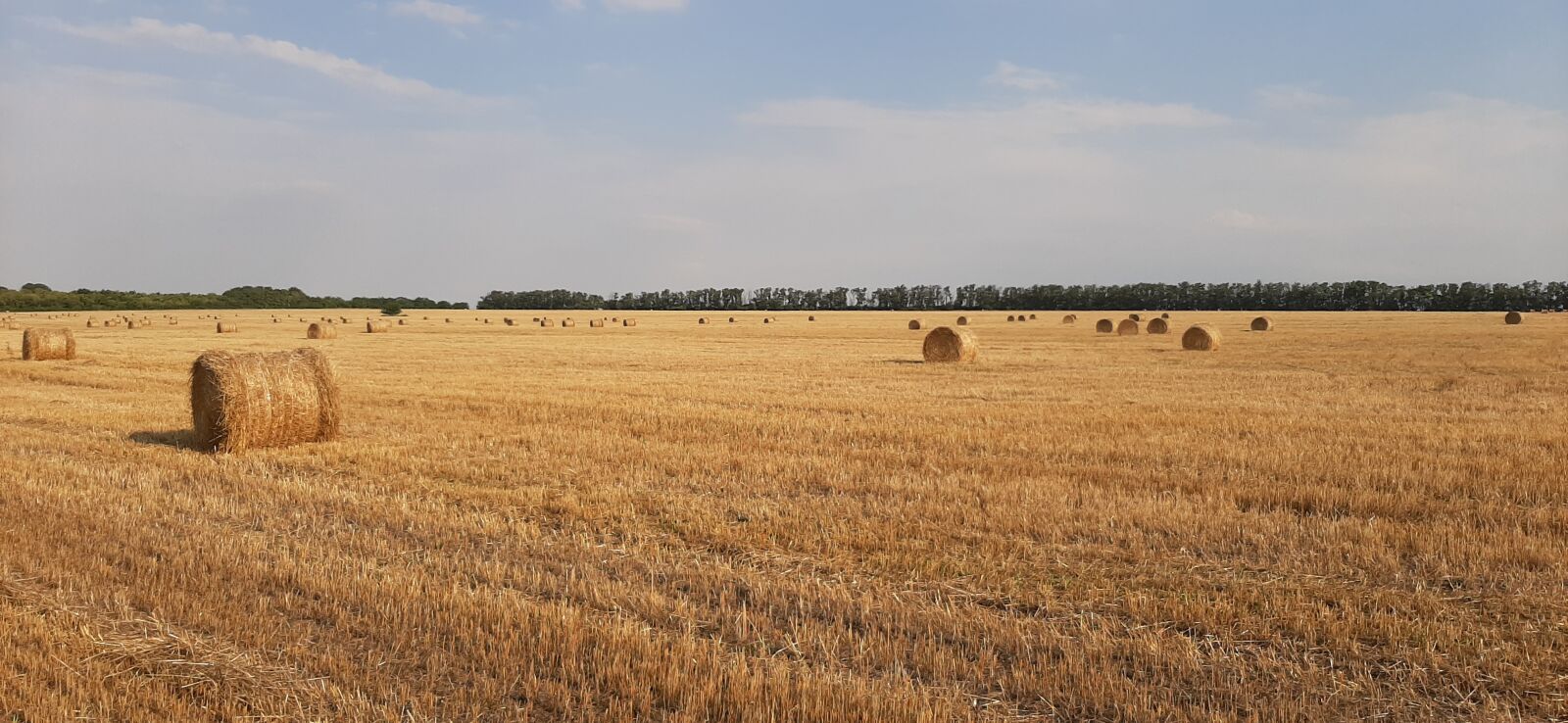 Samsung Galaxy A50 sample photo. Wheat, rolls, cleaning photography