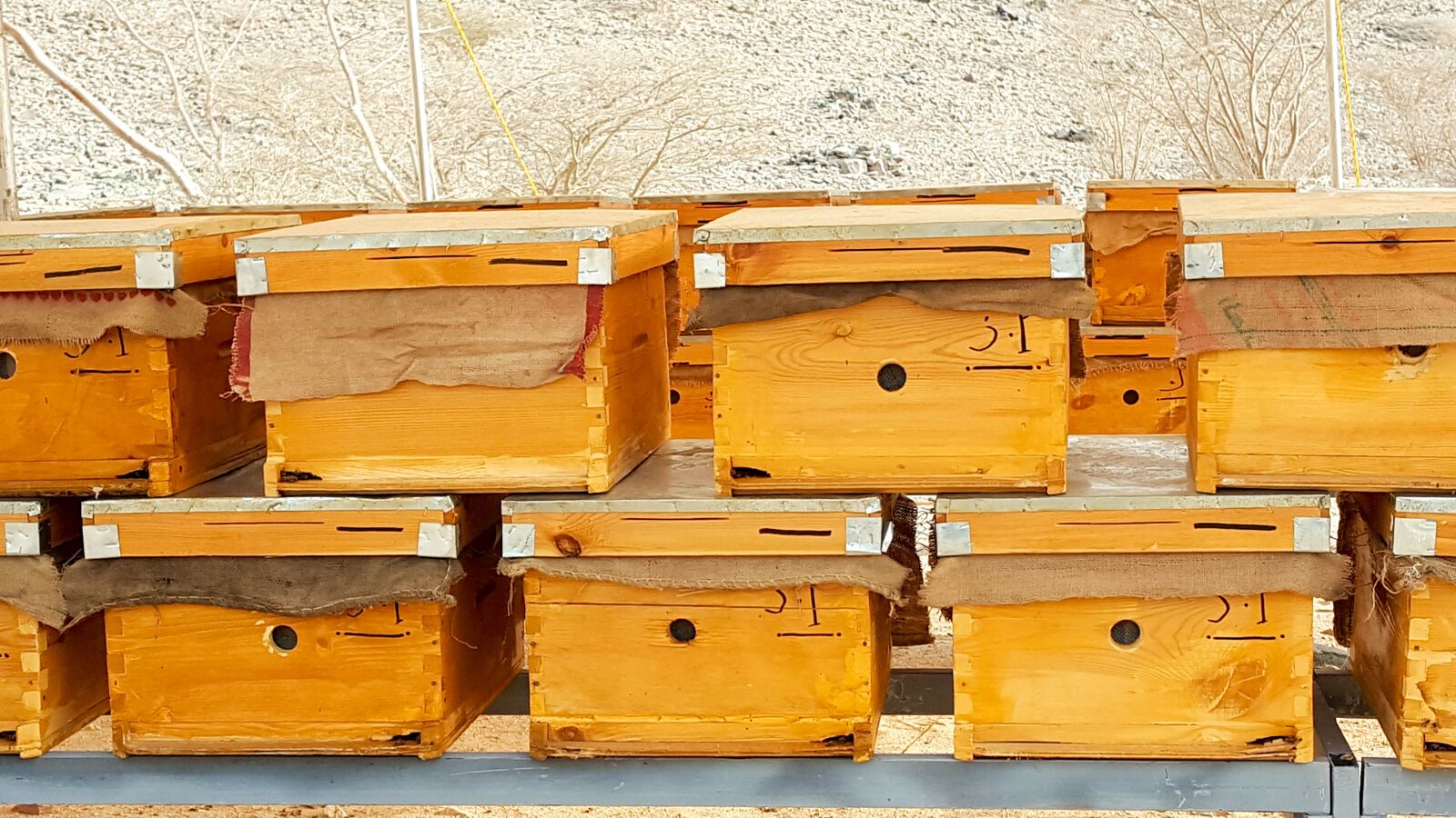 Samsung Galaxy Note5 sample photo. Hive, beehive, honey photography