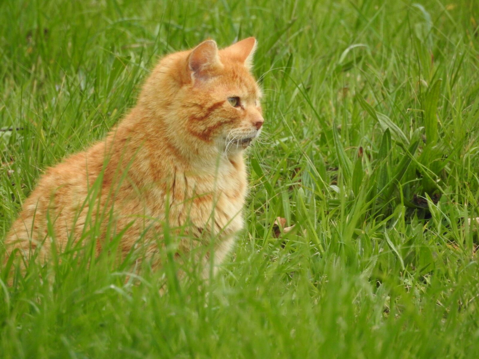 Nikon Coolpix P900 sample photo. Cat, meadow, pet photography