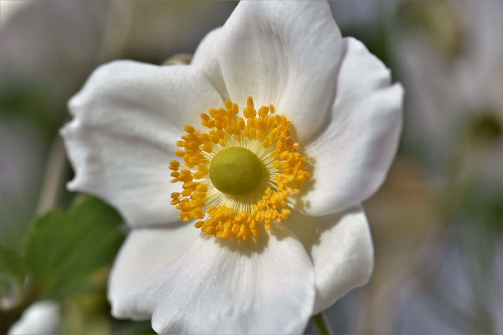 Nikon D5500 sample photo. Anemones, white, plant photography