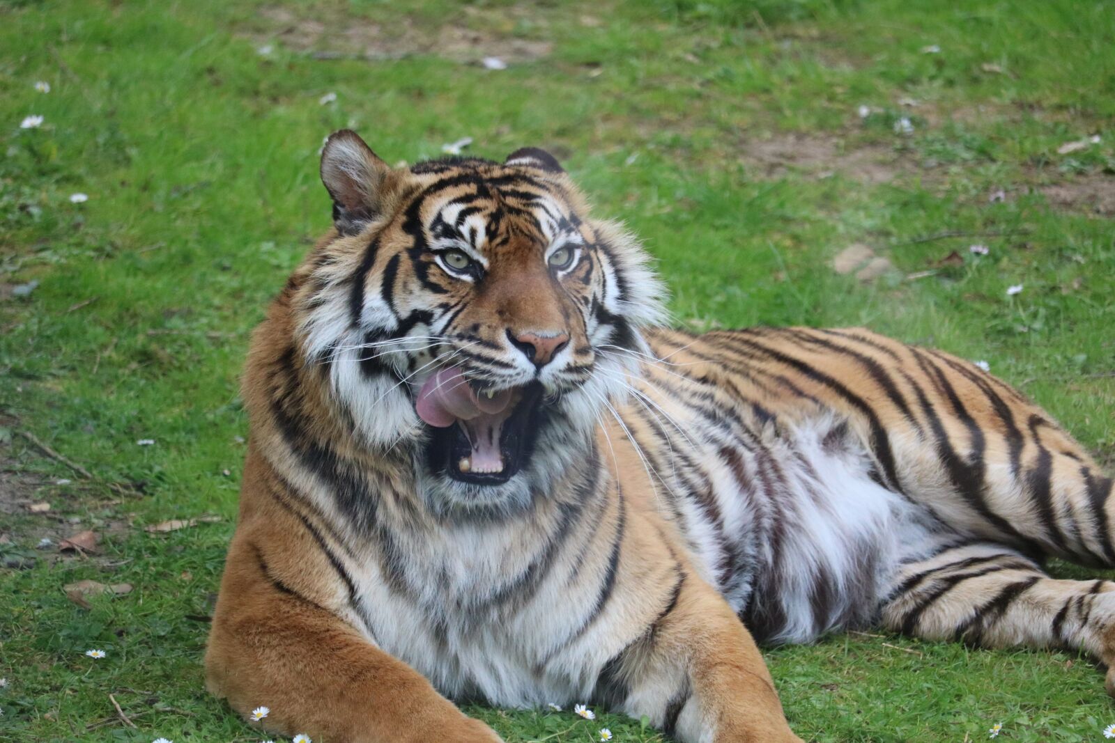 Canon EF-S 55-250mm F4-5.6 IS STM sample photo. Tiger, zoo, predator photography