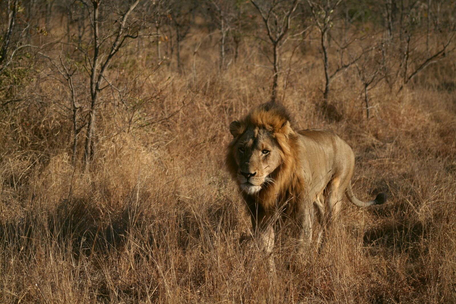 Canon EOS 350D (EOS Digital Rebel XT / EOS Kiss Digital N) sample photo. Mammal, animal, nature photography