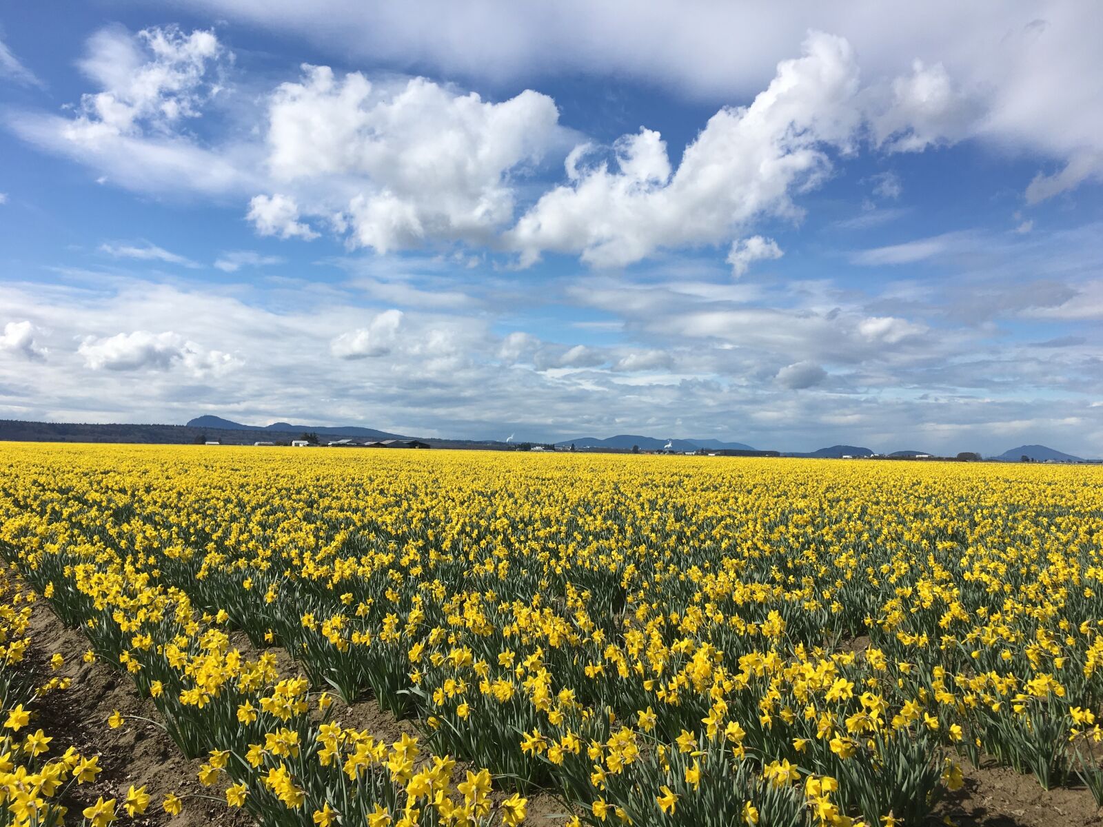 Apple iPhone 6s sample photo. Field, agriculture, landscape photography