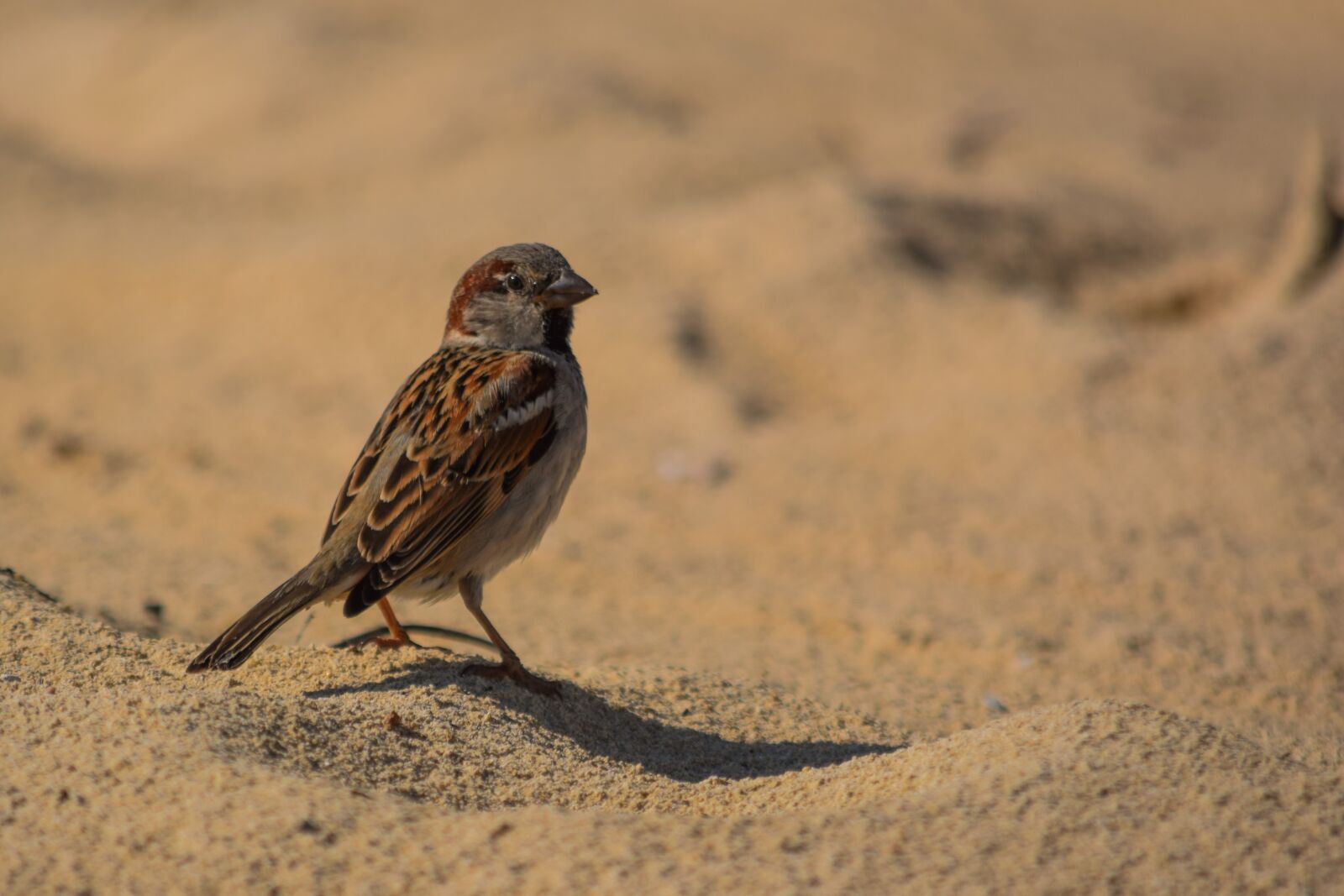 Nikon D3300 sample photo. Sparrow, nature, wildlife photography