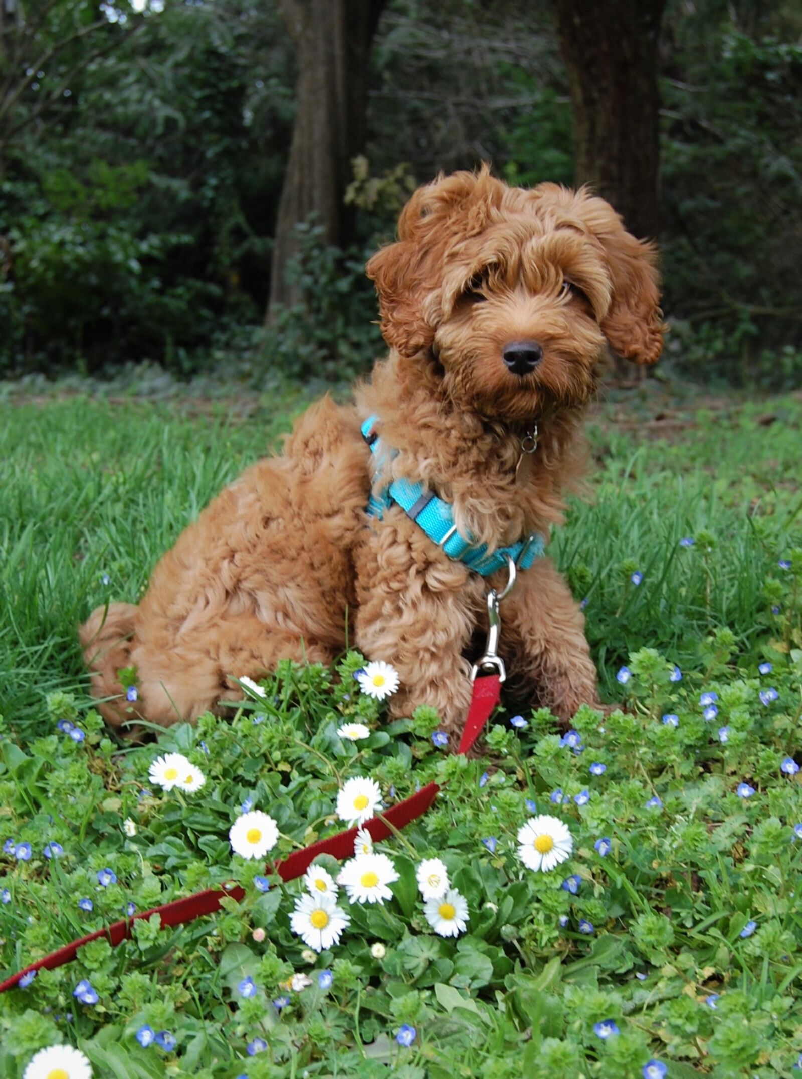 Nikon D40 sample photo. Labradoodle, australian labradoodle, flowers photography