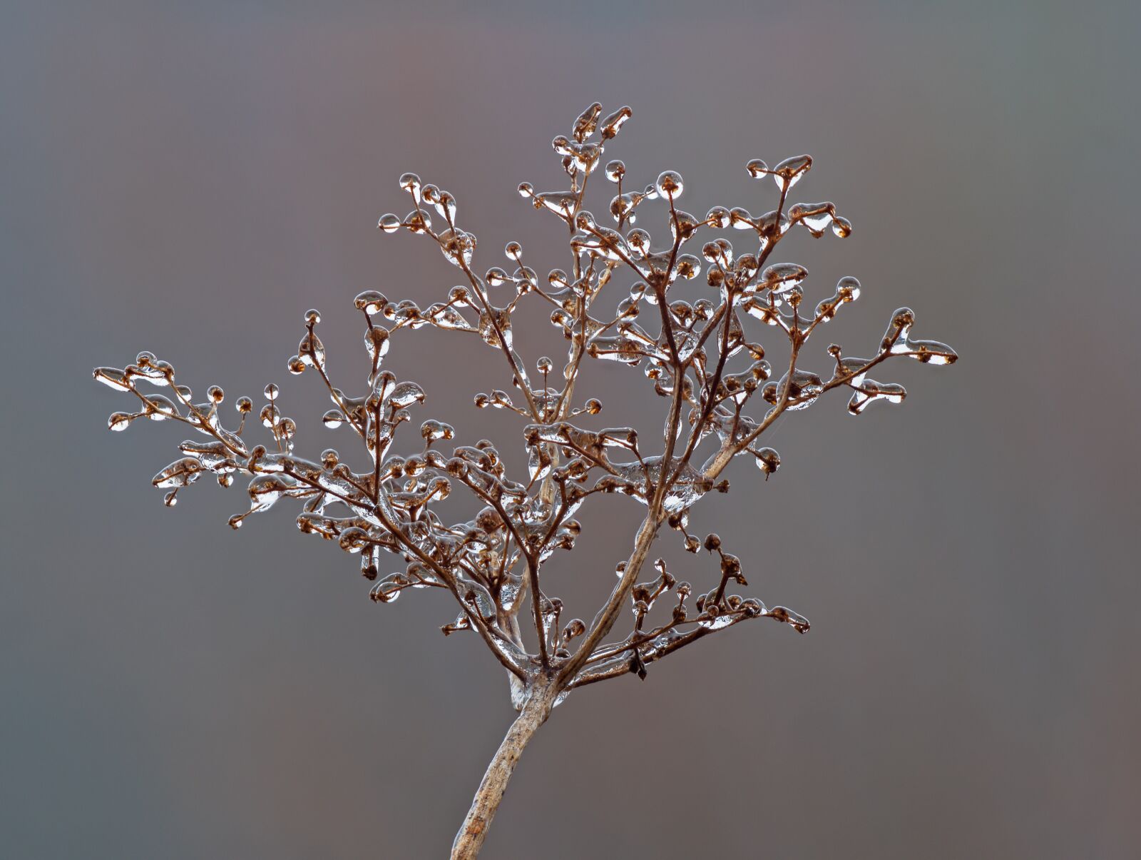Panasonic Lumix DC-G9 sample photo. Ice, iced, freezing rain photography