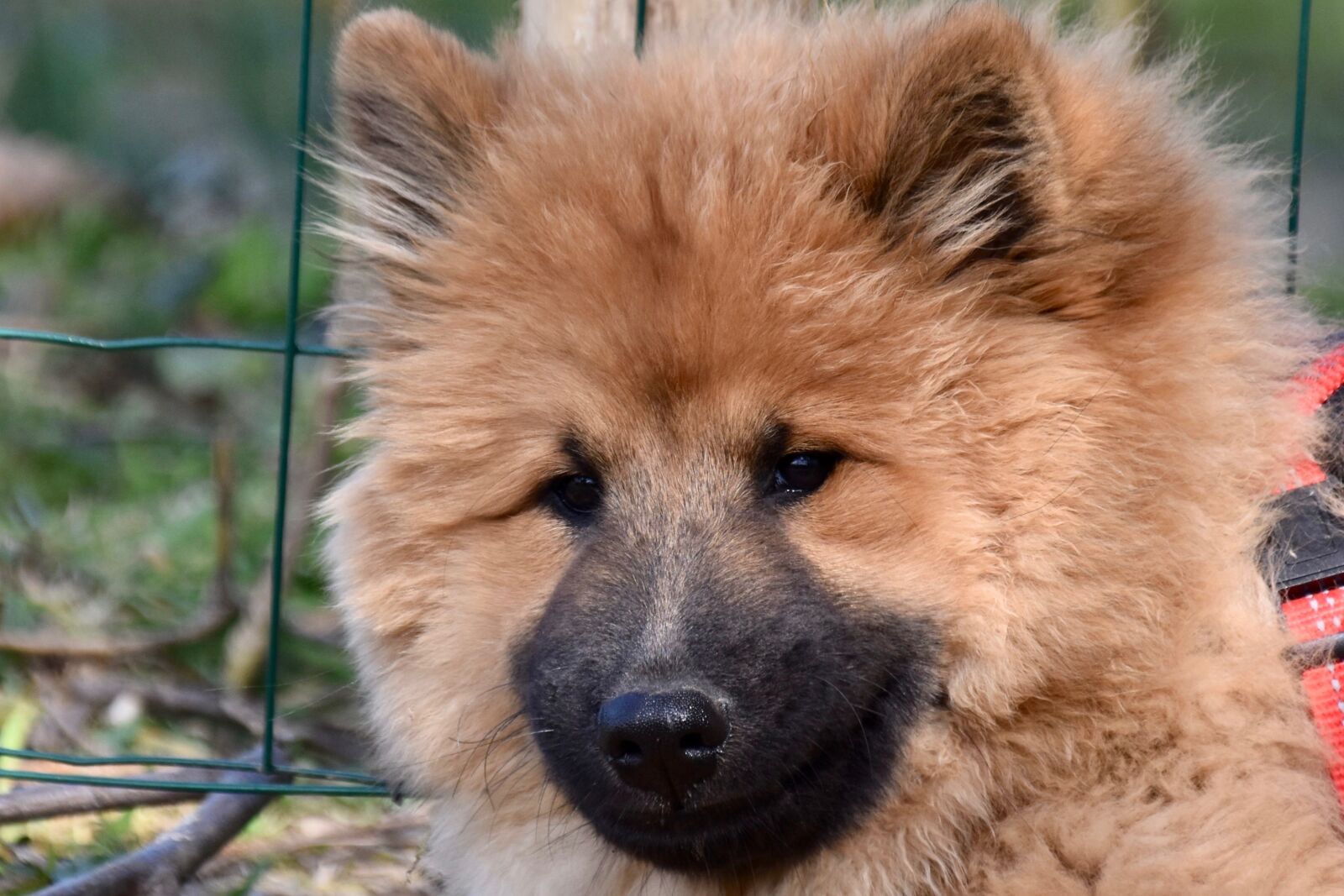 Nikon D5600 sample photo. Dog, dog eurasier, bitch photography
