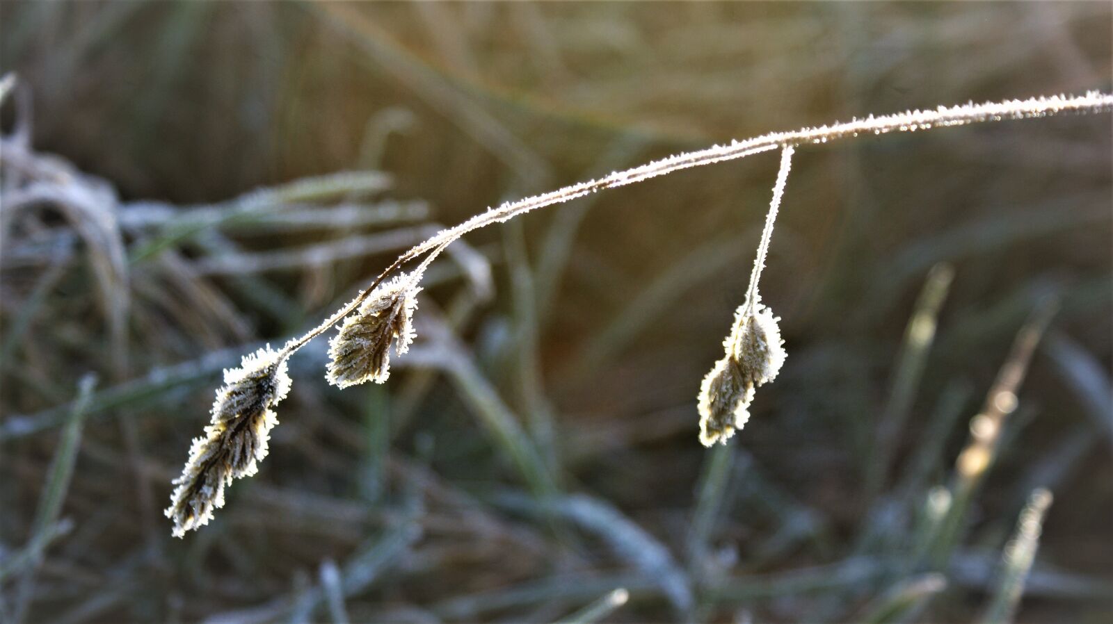 Sony Alpha DSLR-A350 sample photo. Branch, frozen, sunlight photography