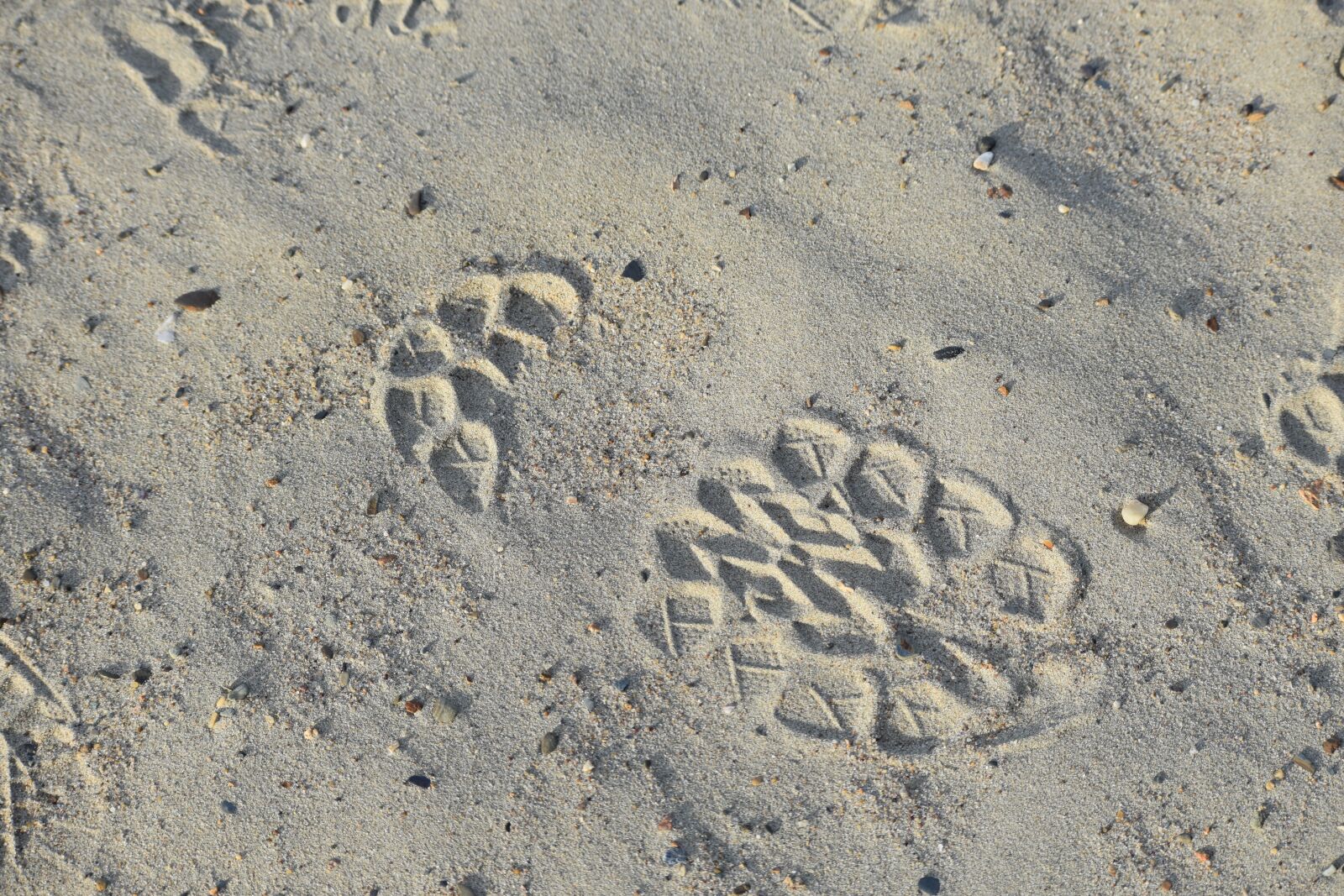 Nikon D3400 sample photo. Track, sand, autumn photography
