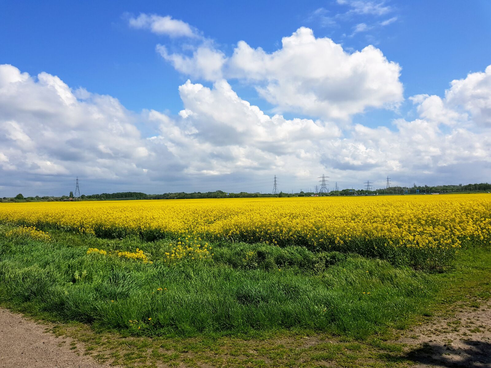 Samsung Galaxy S8 sample photo. Rapeseed, field, nature photography
