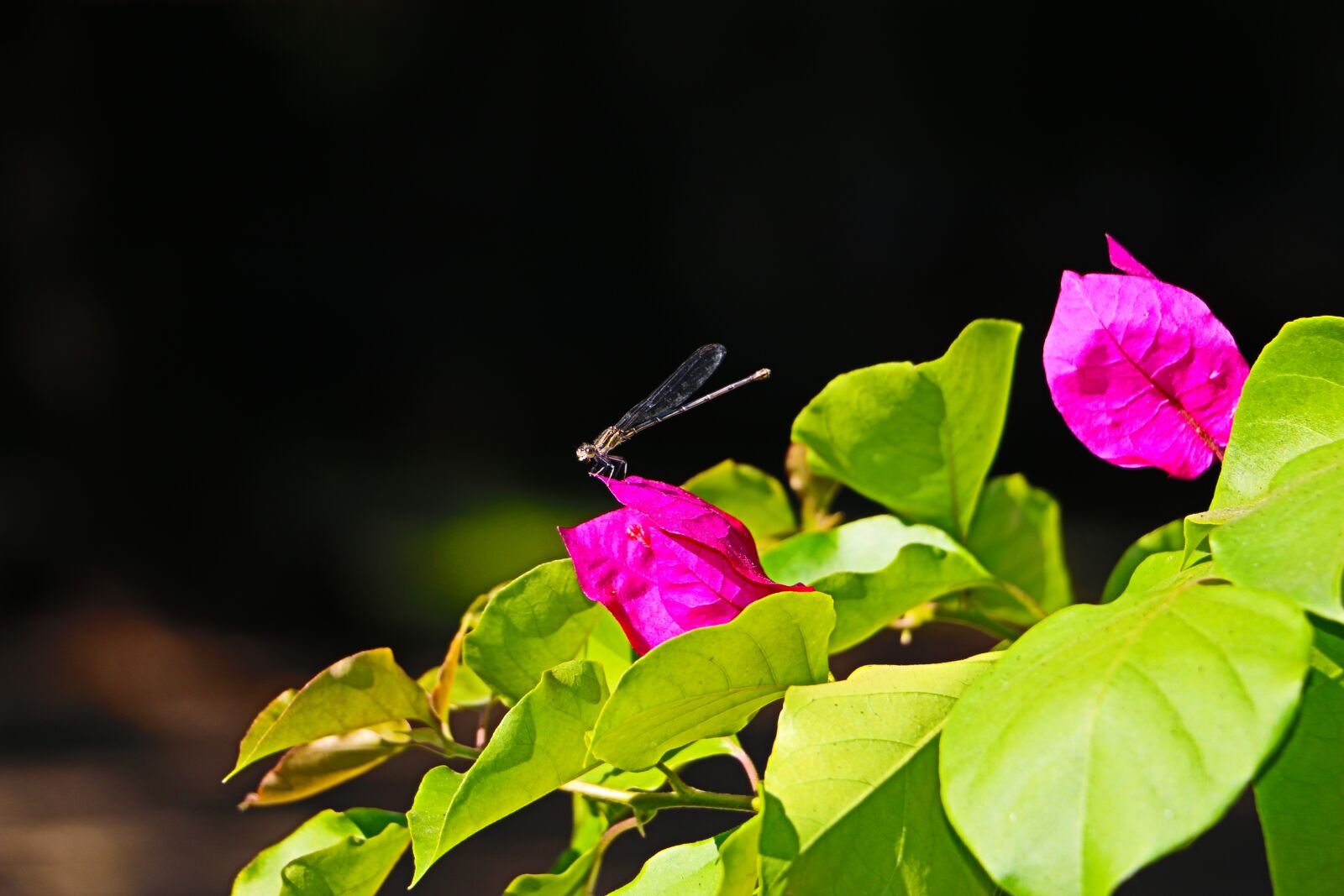 Canon EOS 70D sample photo. Flower, plant, leaves photography