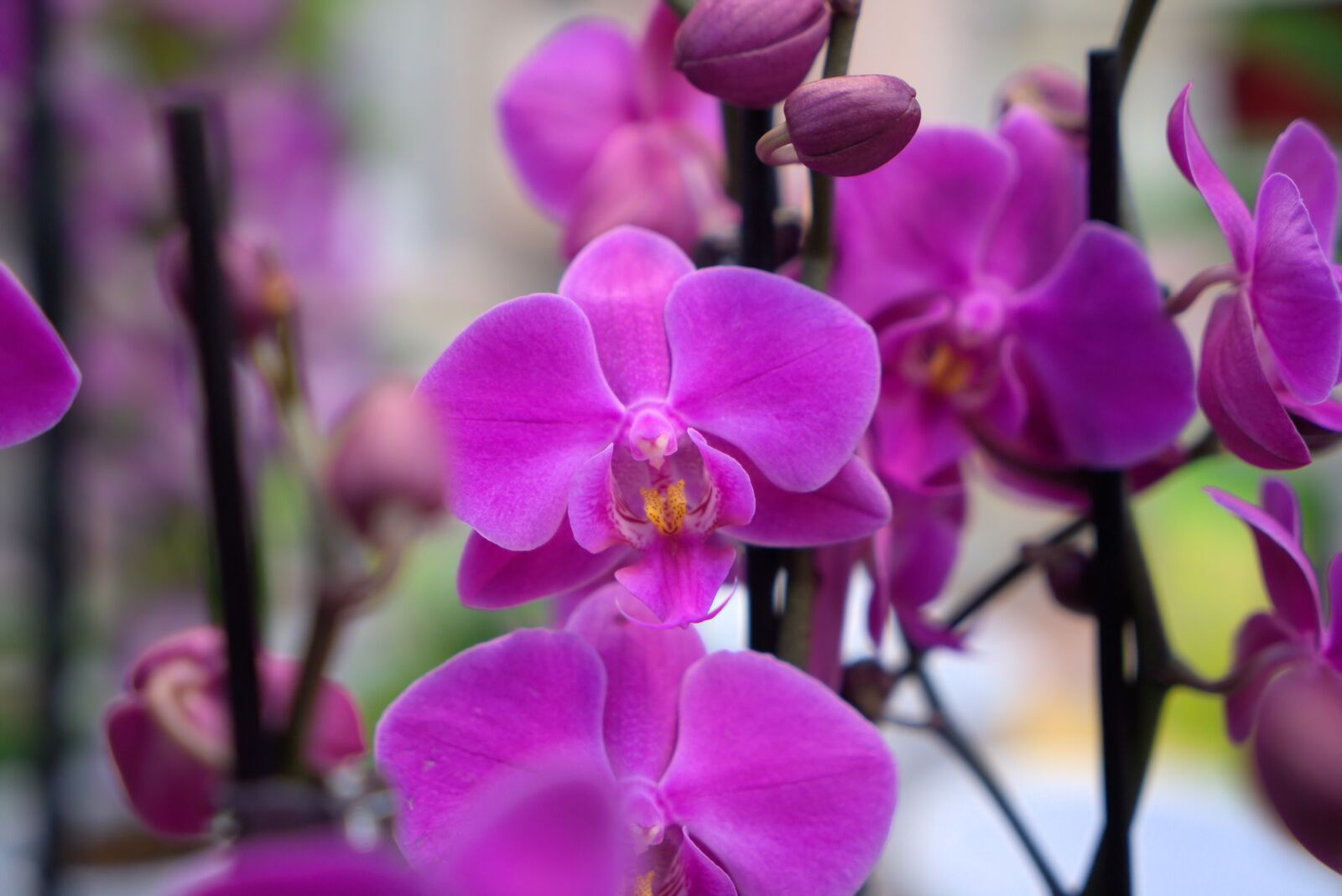 Sony a7 II + Sony Vario Tessar T* FE 24-70mm F4 ZA OSS sample photo. Orchid, flower, blossom photography