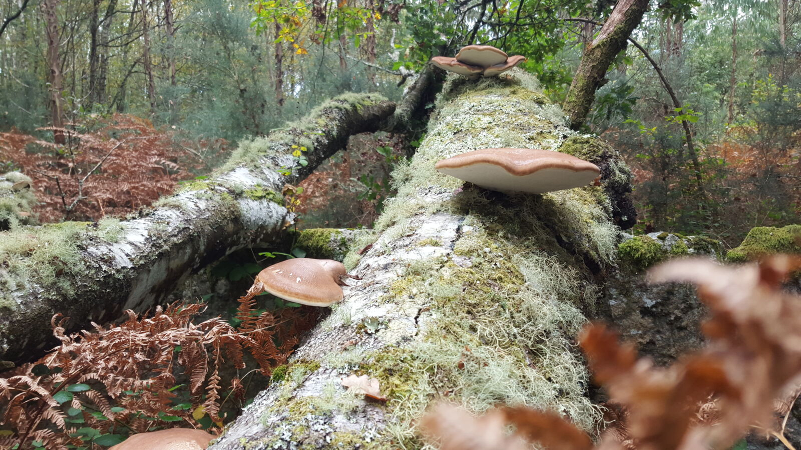 Samsung Galaxy S6 sample photo. Autumn, autumn, leaf, mushroom photography