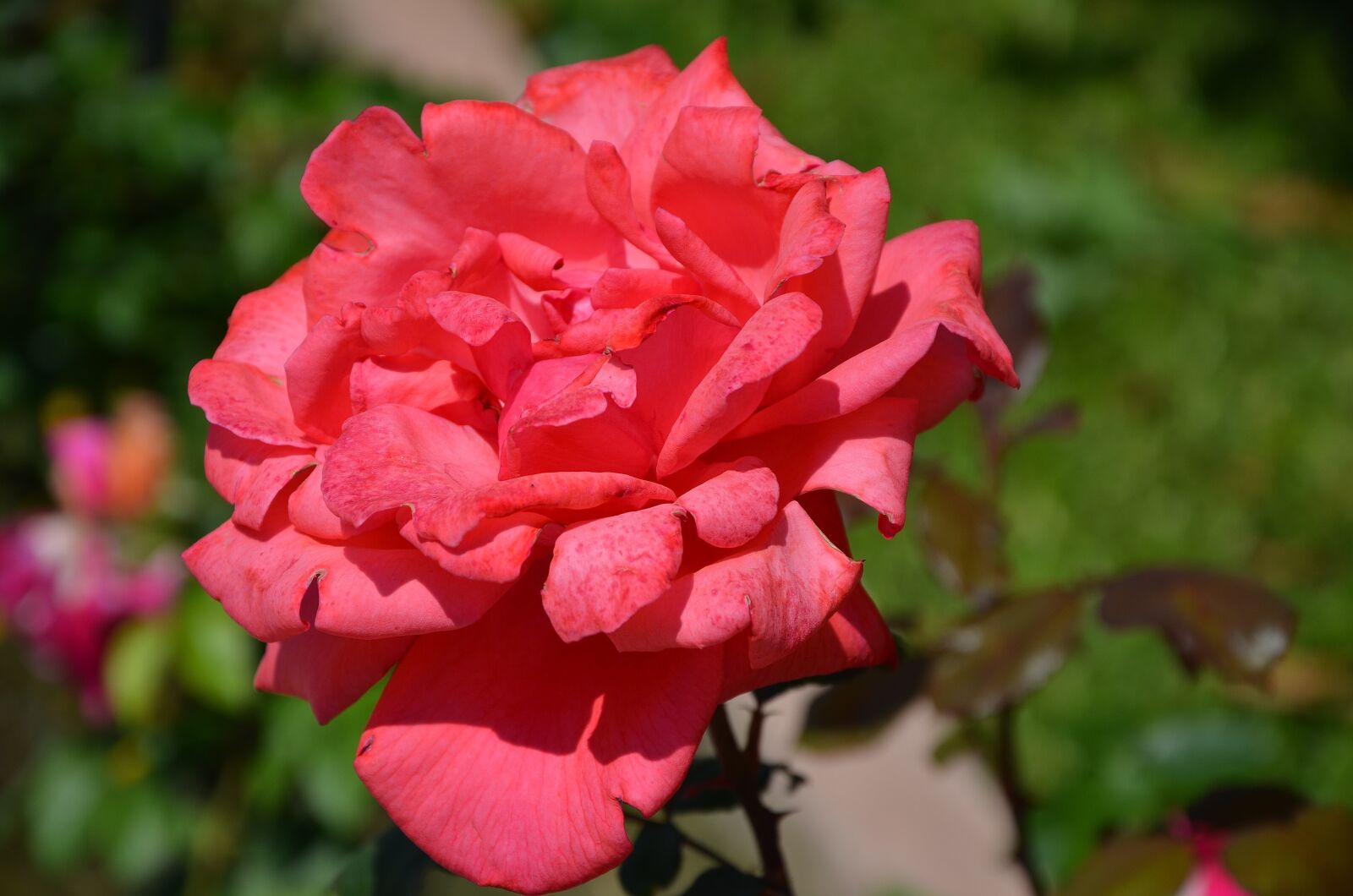 Nikon D7000 sample photo. Rose, flower, blossom photography