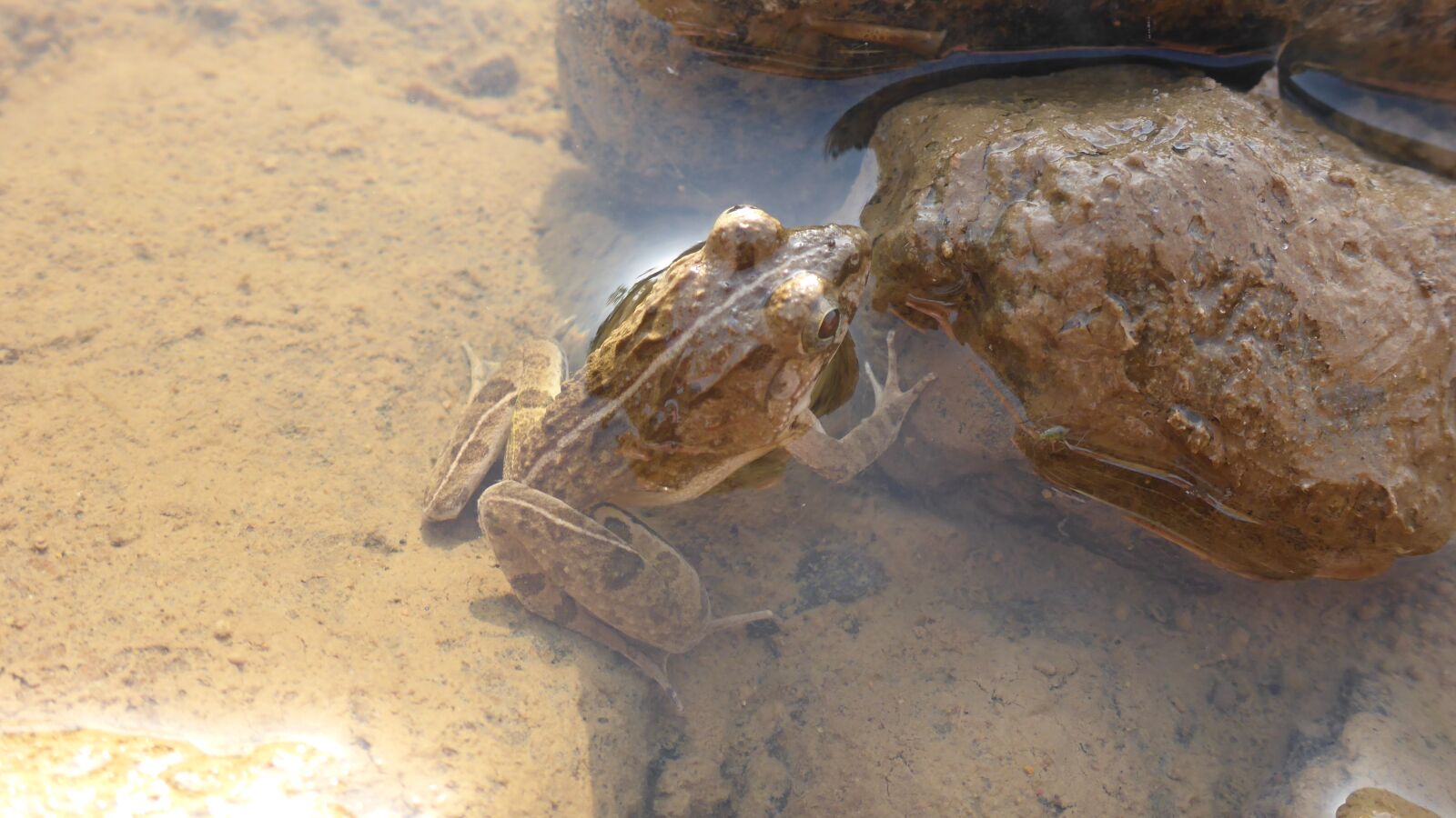 Panasonic Lumix DMC-TS5 (Lumix DMC-FT5) sample photo. Frog, river, cam photography