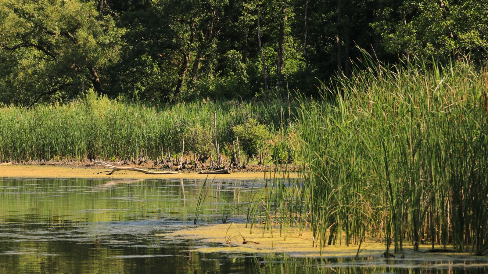 Canon EOS 80D sample photo. Bank, reed, landscape photography