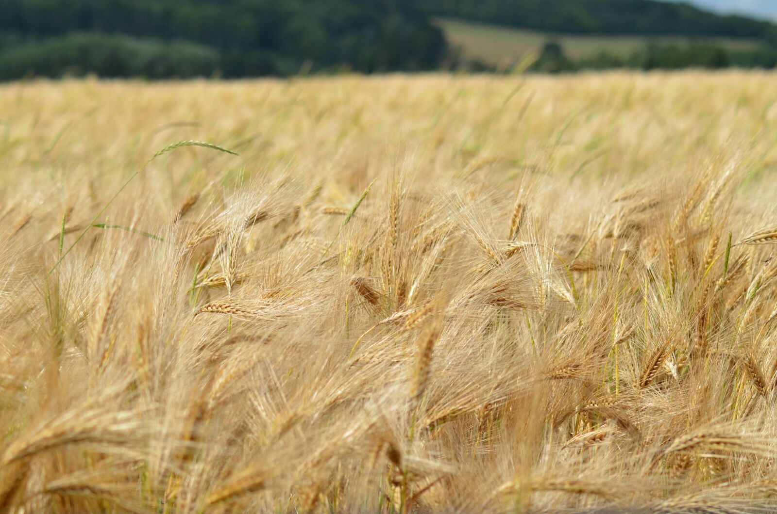 Nikon D5100 sample photo. Barley, cereal, agriculture photography