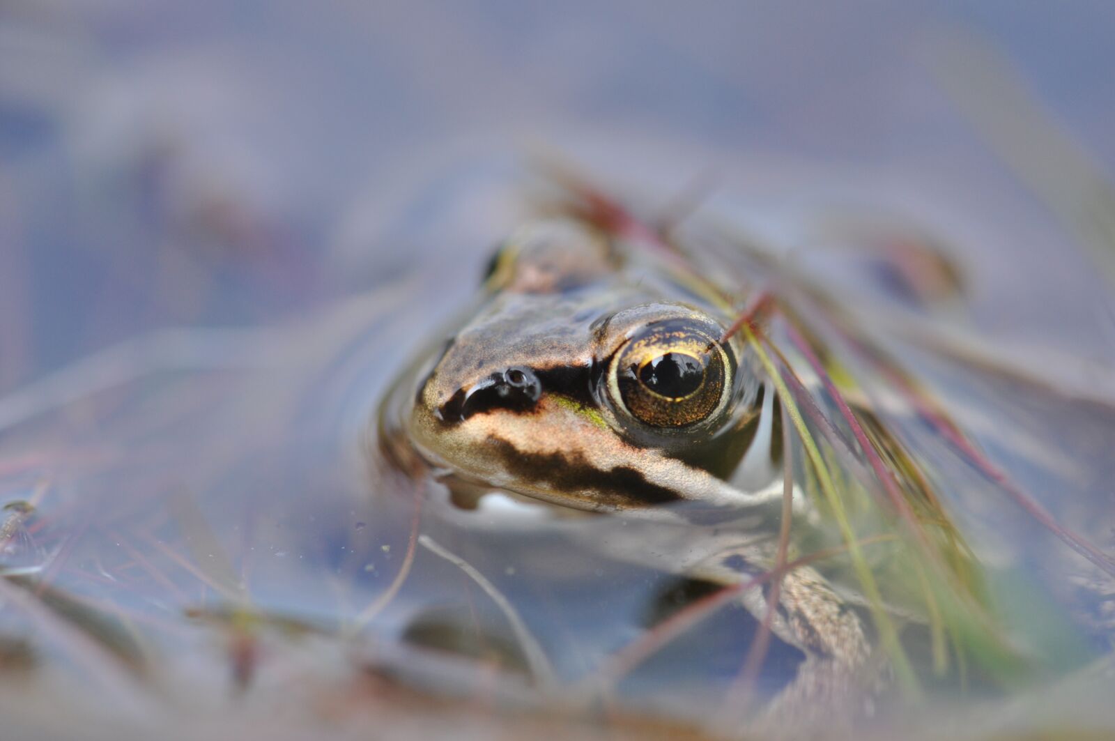 Nikon D5000 sample photo. Frog, ven, forest photography