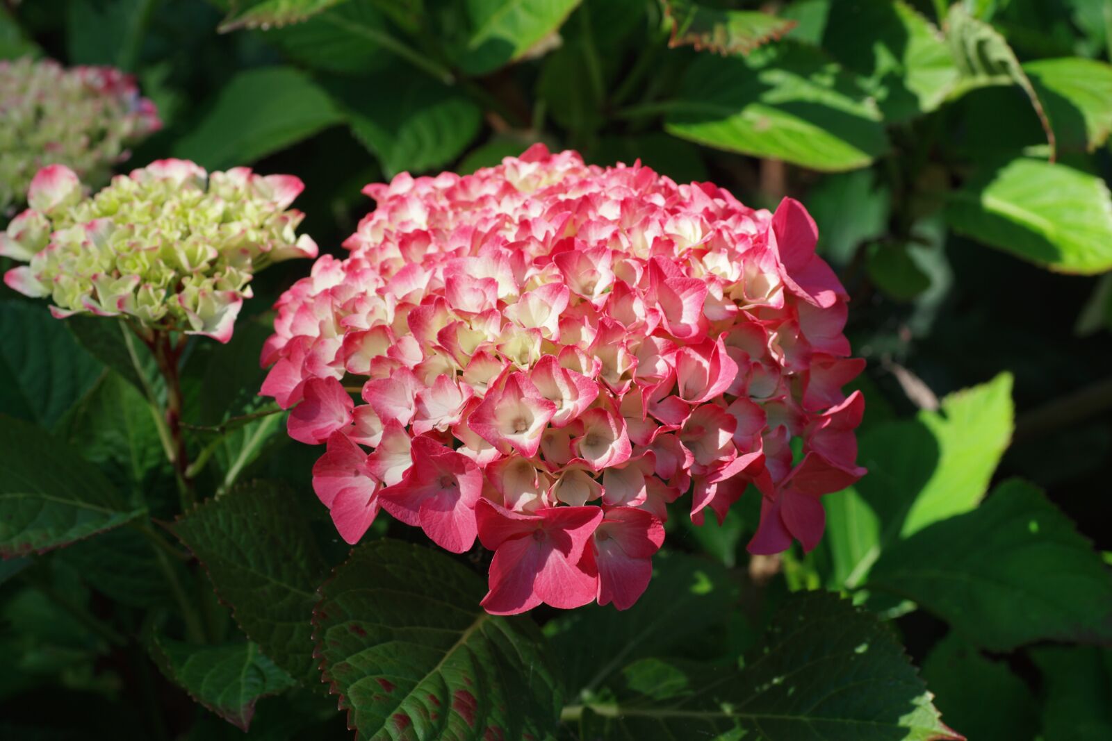 Sony SLT-A68 sample photo. Hydrangeas, flowers, summer photography