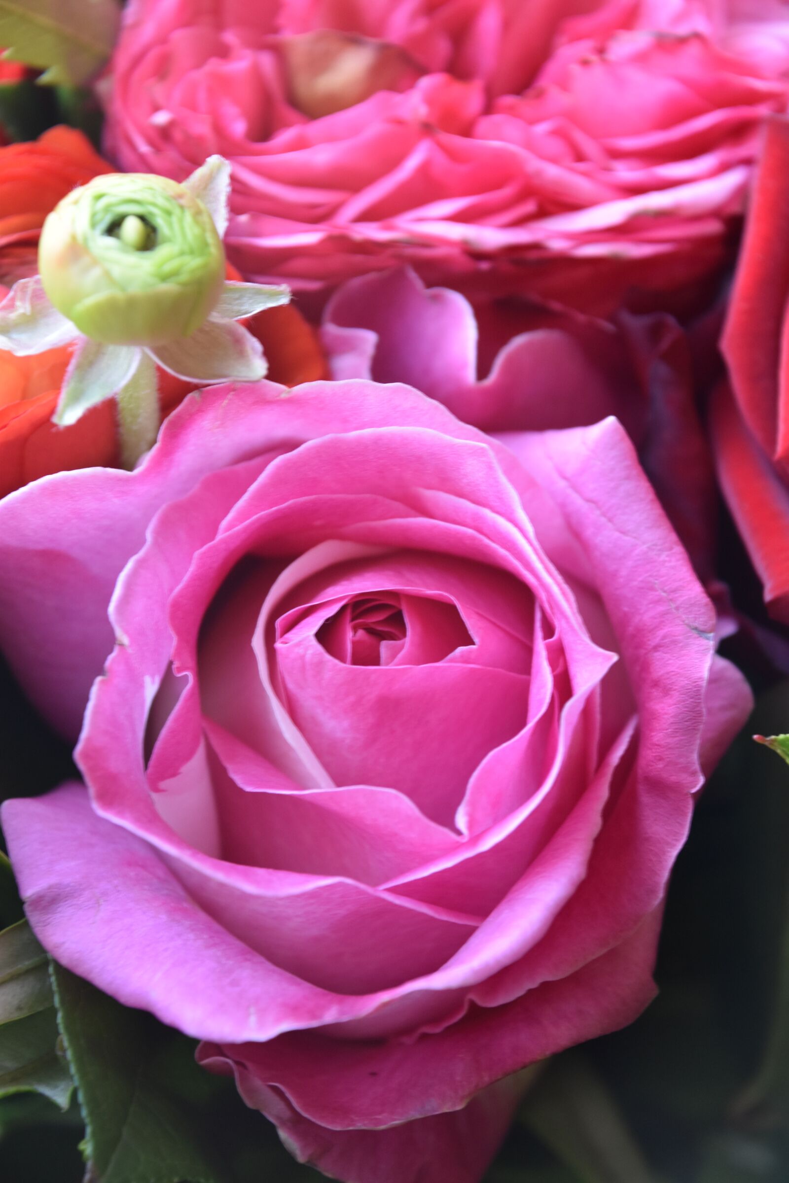 Nikon D5600 sample photo. Rosebush, flower, petal photography