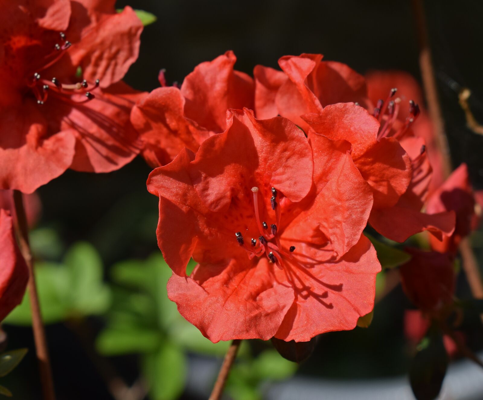 Nikon D3300 sample photo. Hot orange azalea, azalea photography