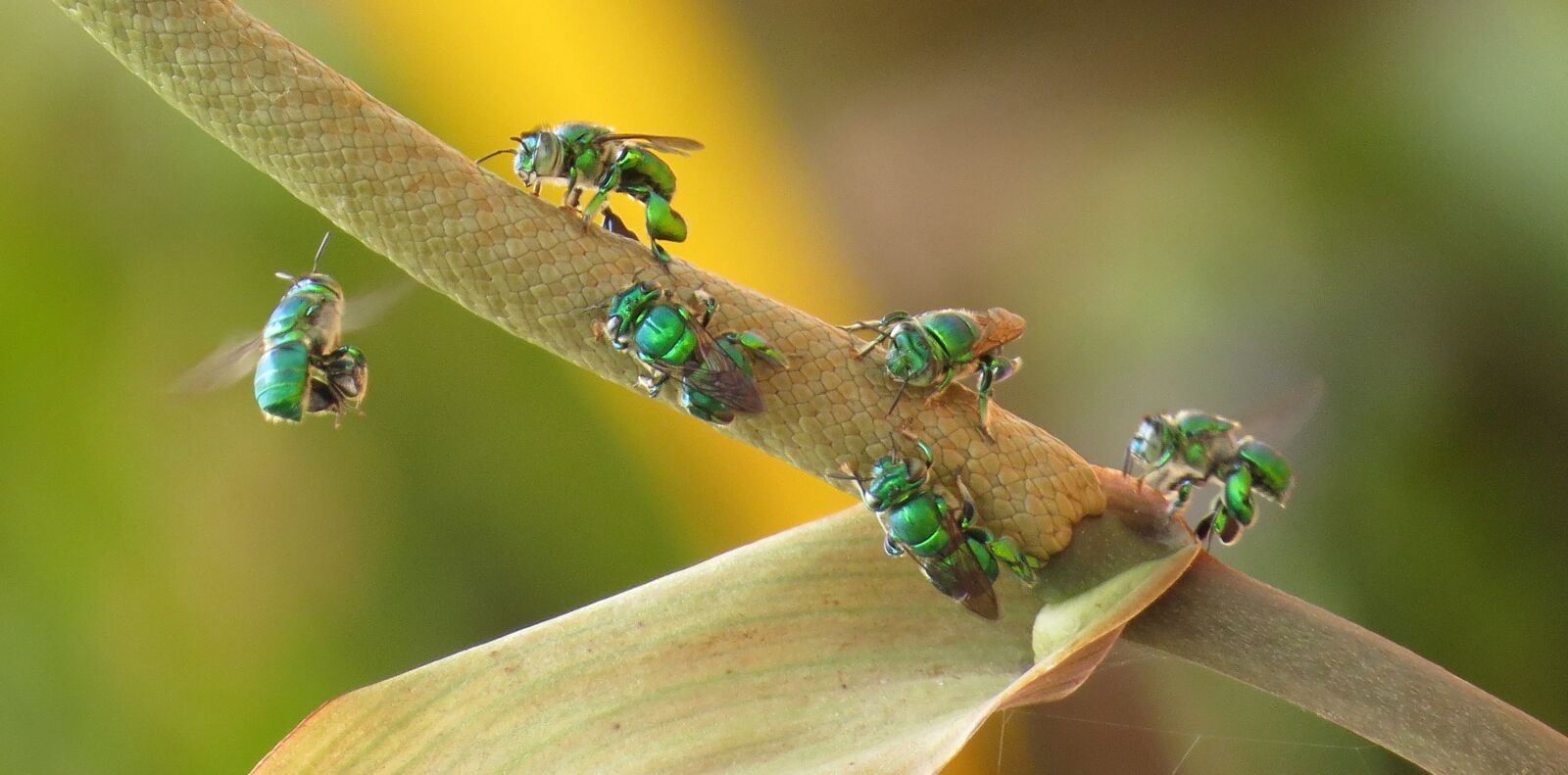 Canon PowerShot SX50 HS sample photo. Insect, nature, wild life photography