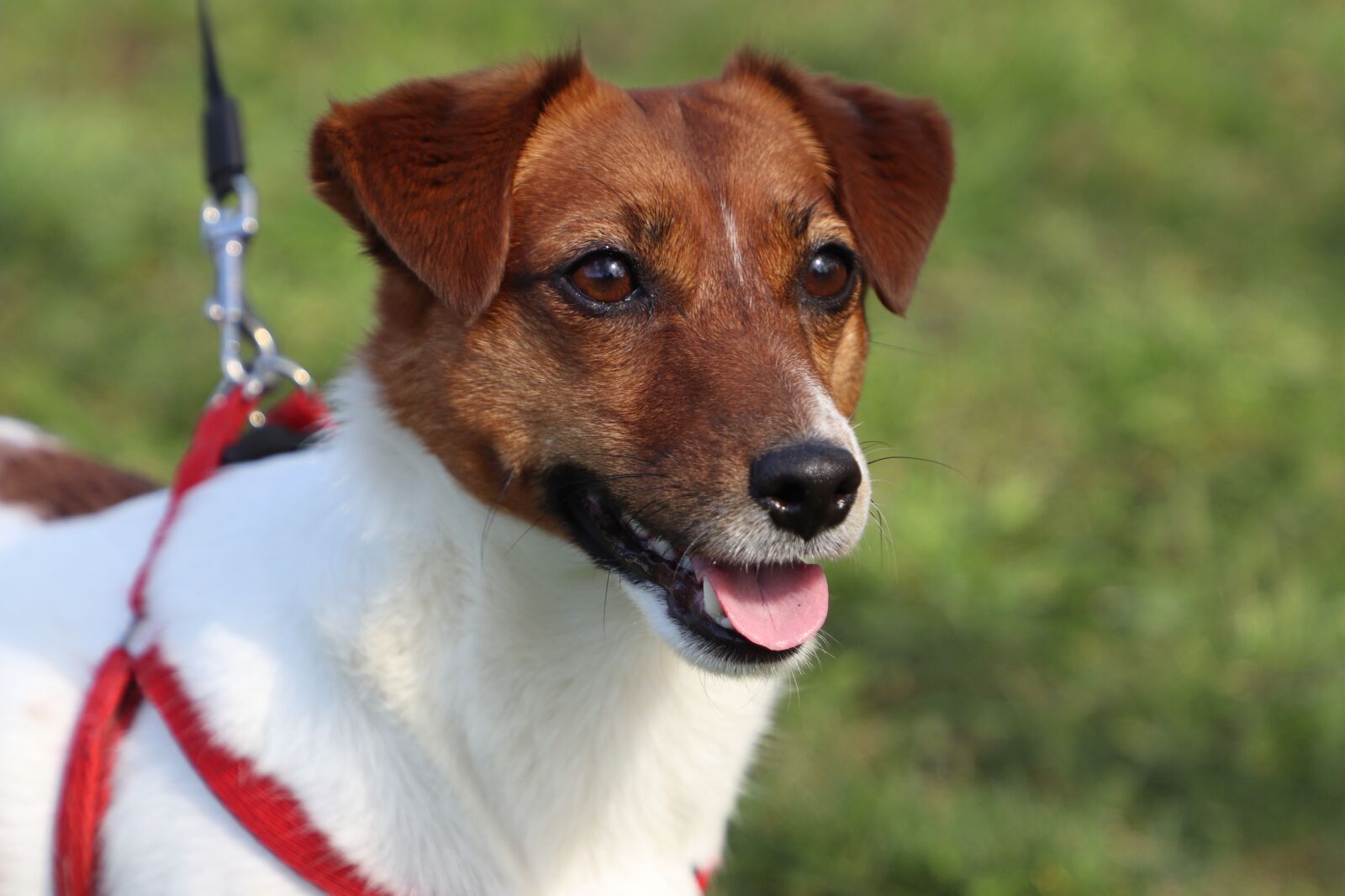 Canon EOS 77D (EOS 9000D / EOS 770D) sample photo. Dog, jack russell, terrier photography