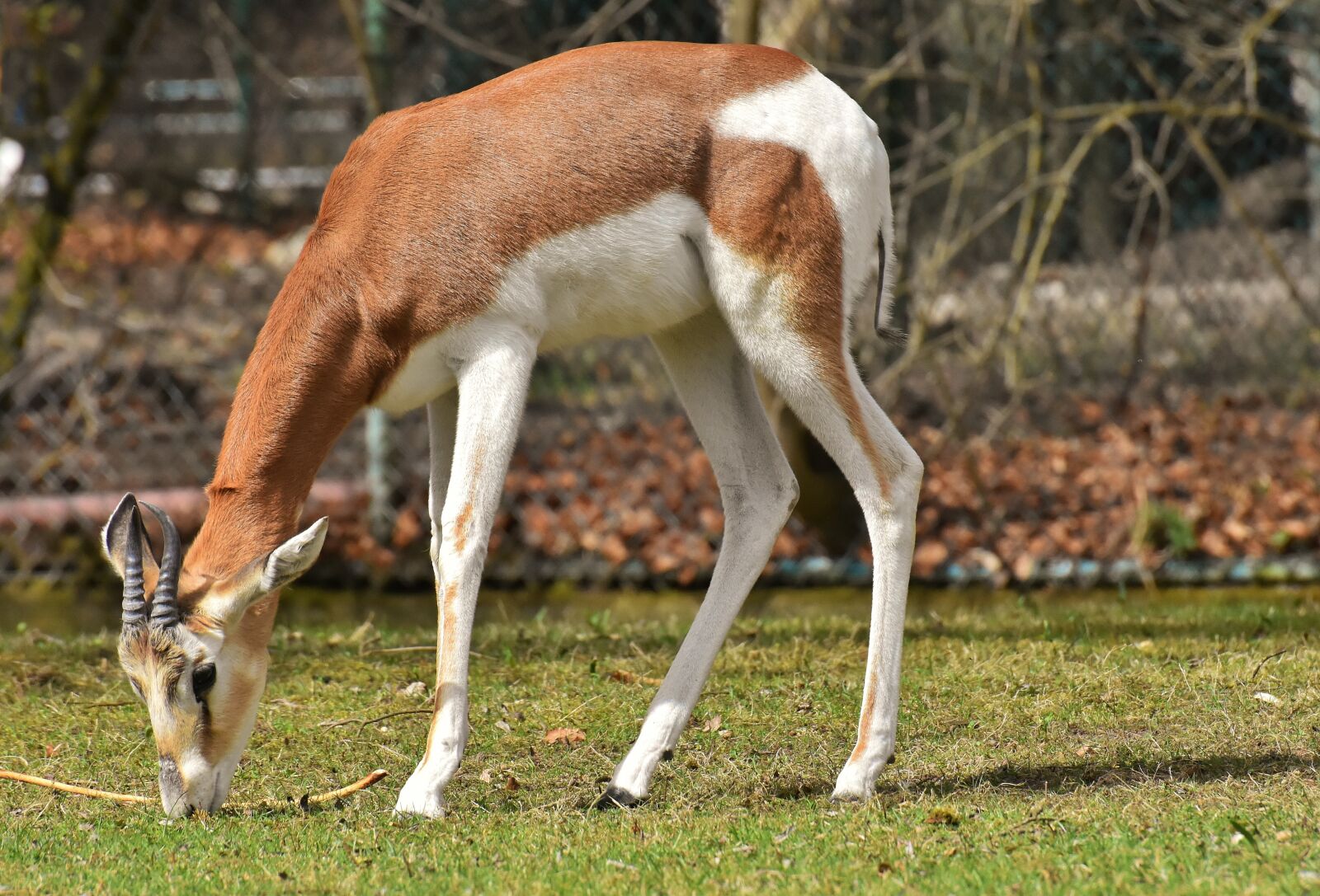 Nikon D7200 sample photo. Gazelles, wild animals, pair photography