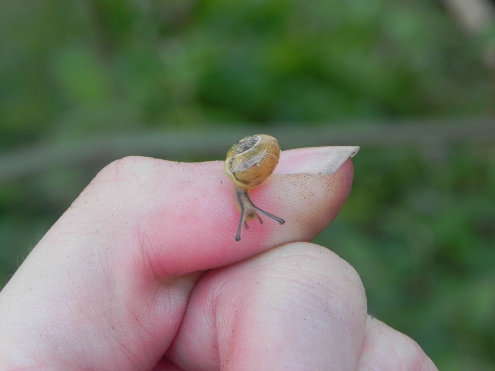 Nikon Coolpix P100 sample photo. Snail, nature, fauna photography