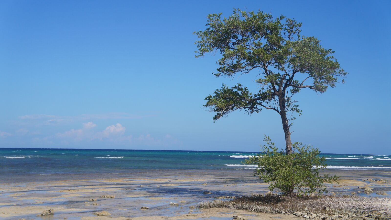 Sony Alpha NEX-C3 sample photo. Tree, beach, ocean photography