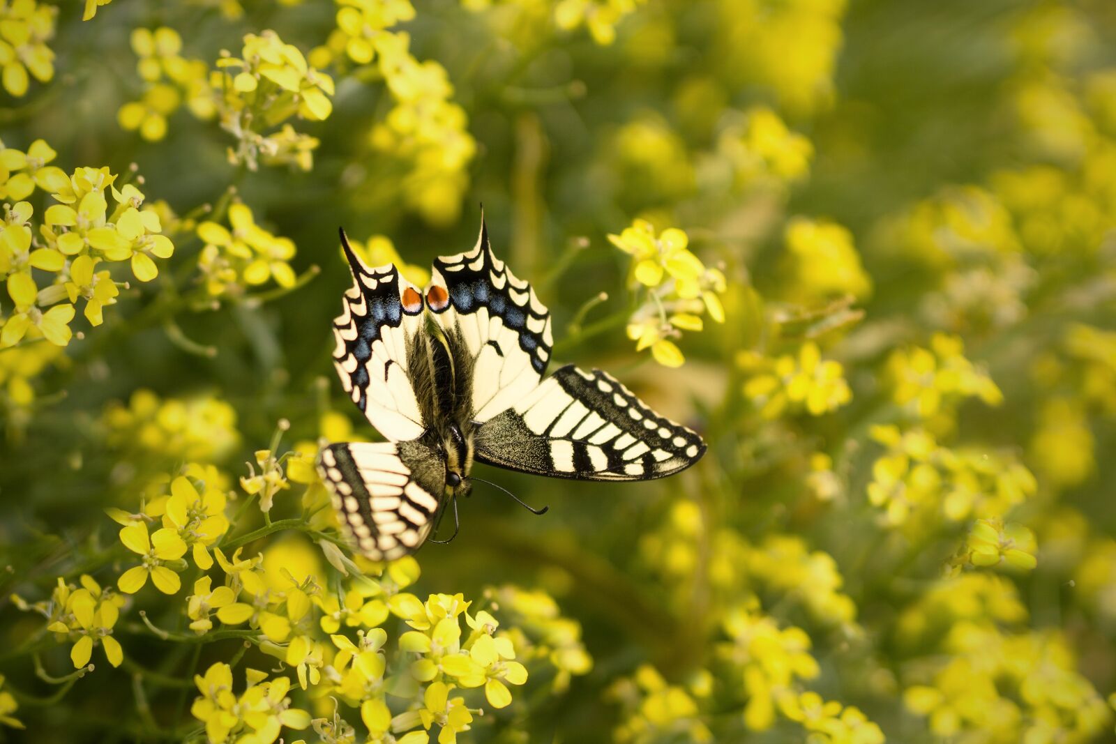 Sony ILCA-77M2 + Minolta AF 50mm F1.4 [New] sample photo. Butterfly, yellow, swallowtail photography