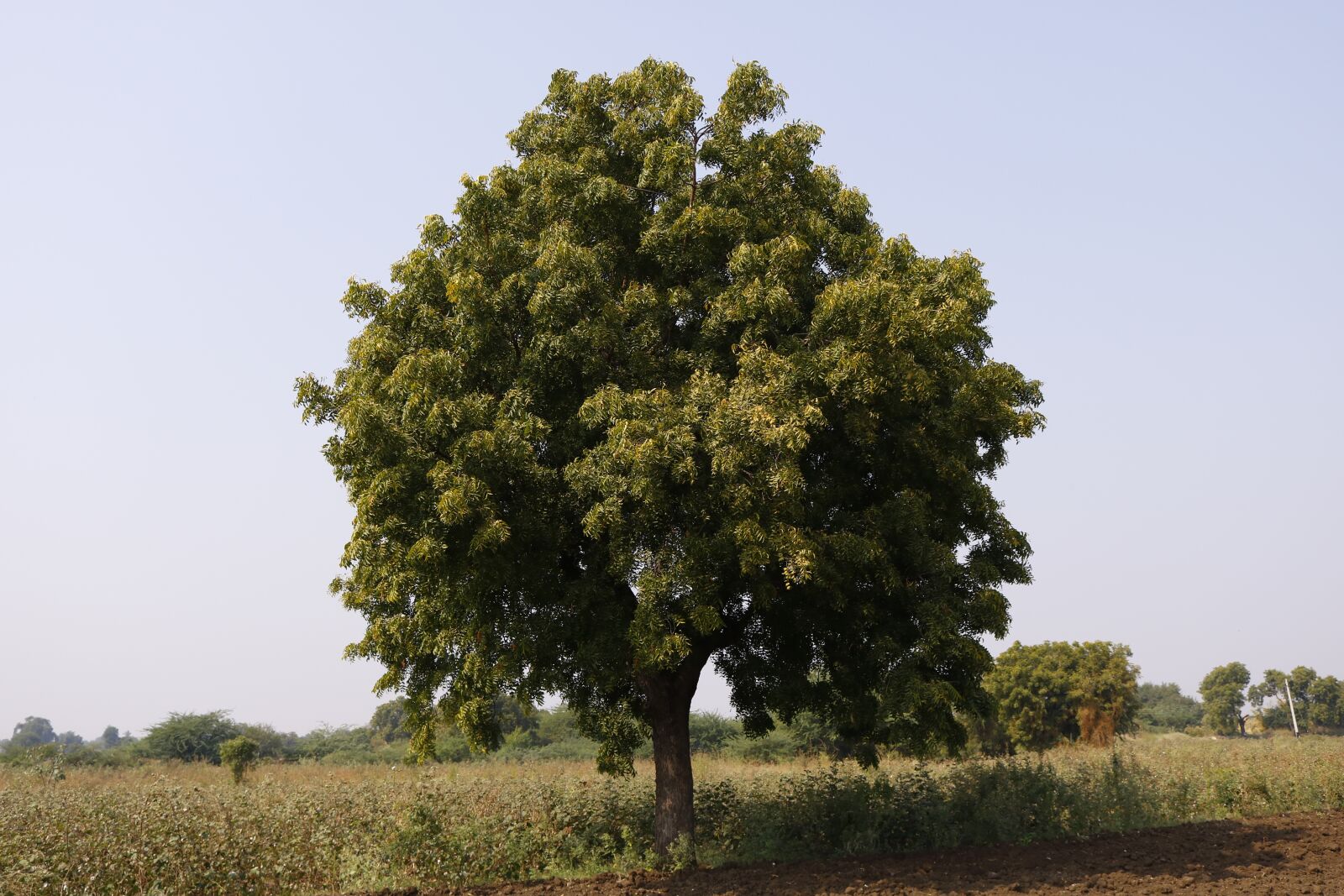 Canon EOS 750D (EOS Rebel T6i / EOS Kiss X8i) sample photo. Tree, rural, sky photography