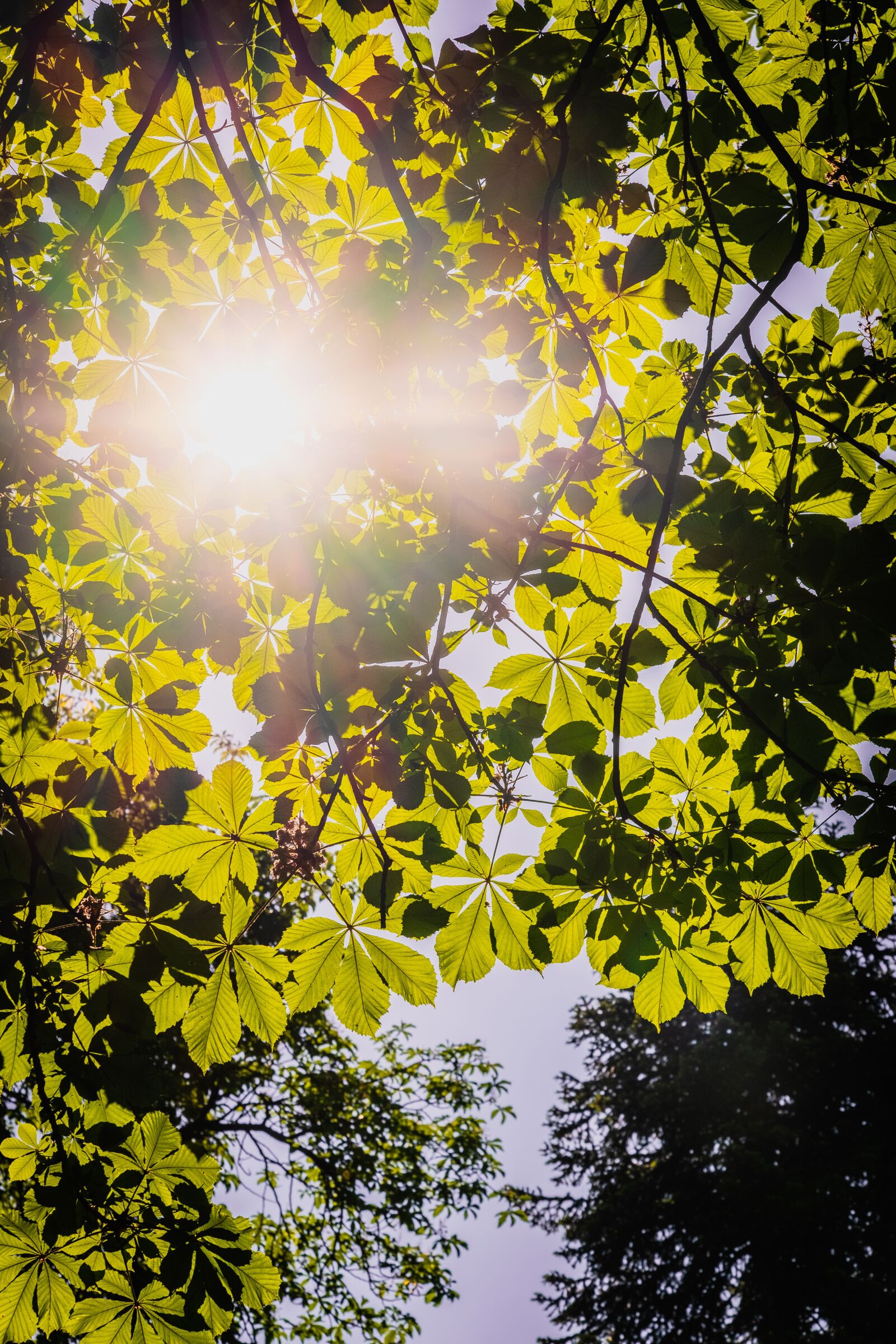 Fujifilm X-T30 sample photo. Chestnut leaves, tree, branch photography