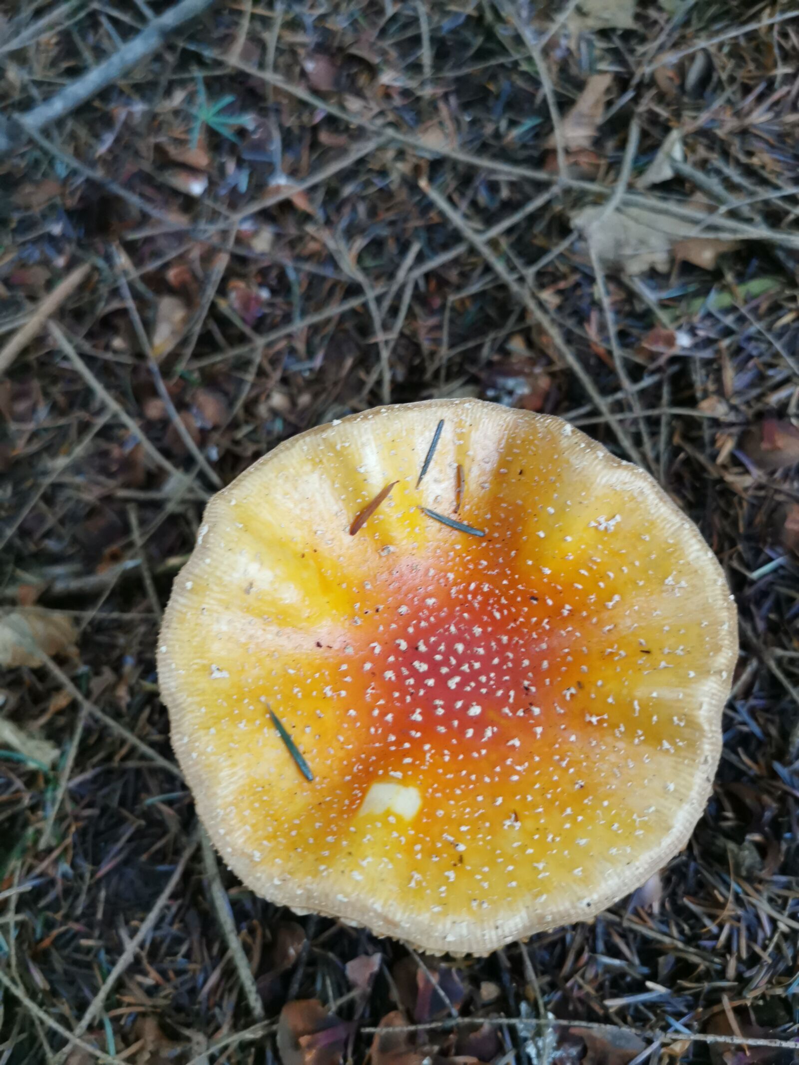 HUAWEI P30 Pro sample photo. Mushroom, yellow, dots photography