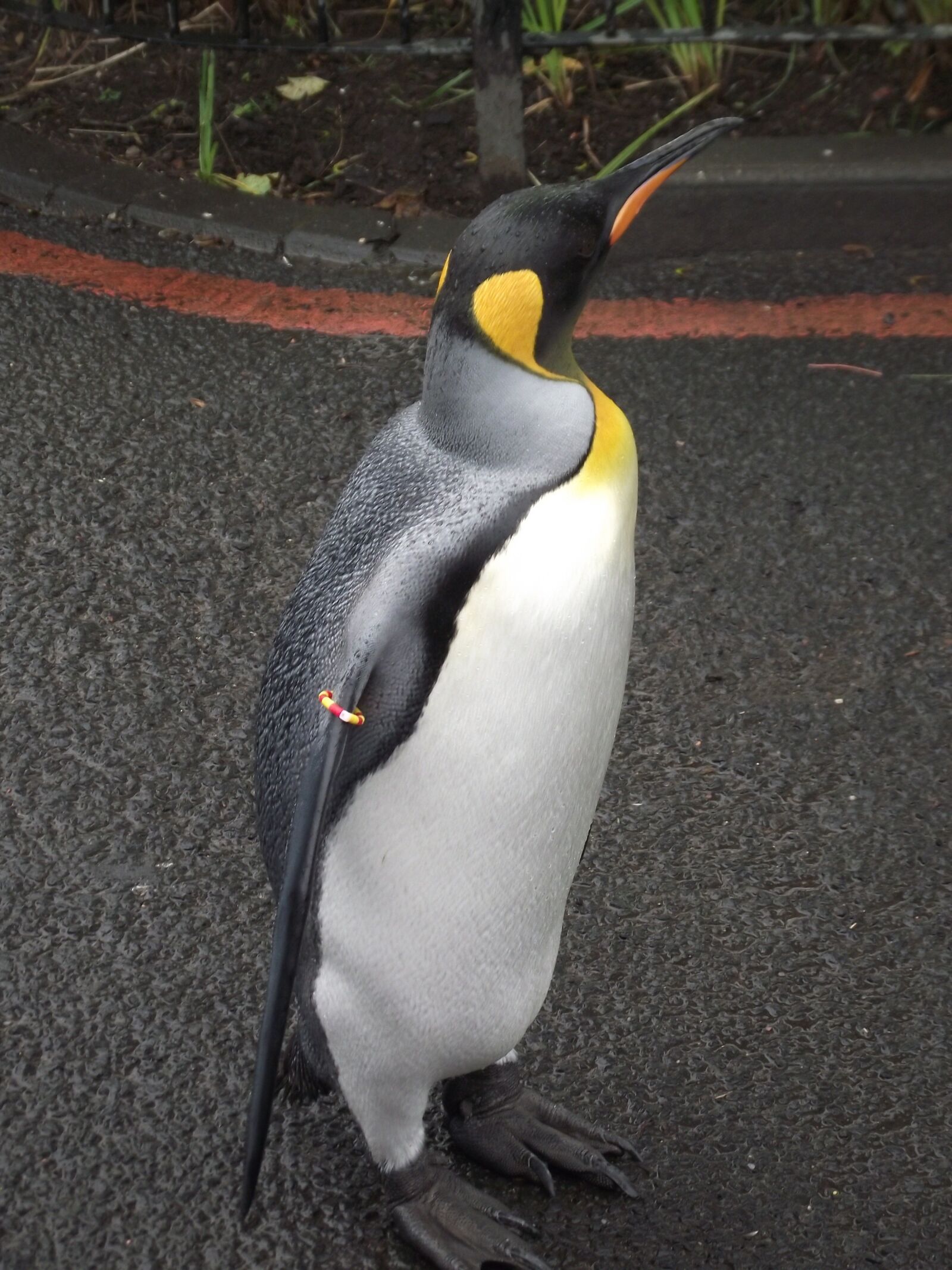 Fujifilm FinePix S1700 sample photo. King penguin, bird, animals photography