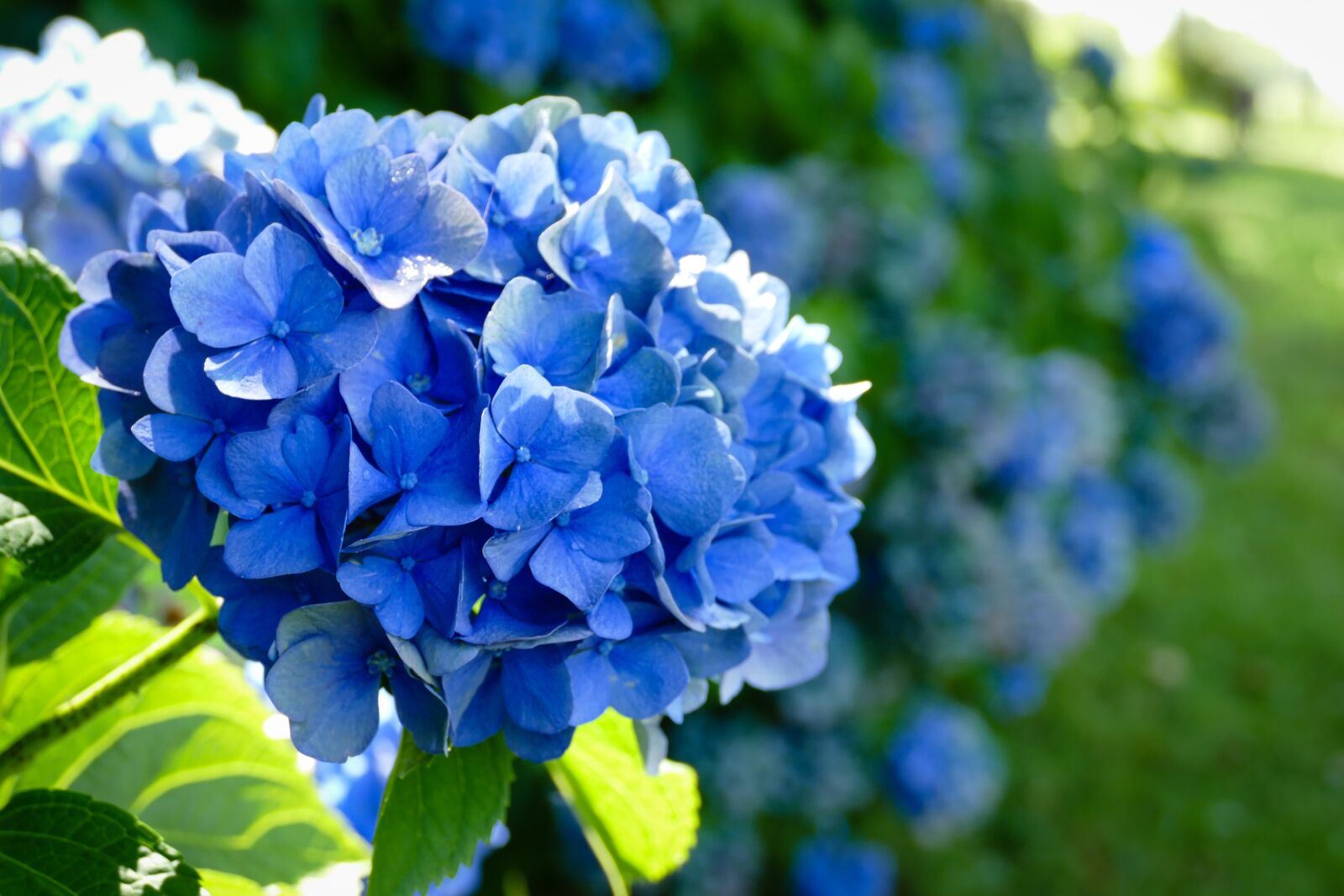 Panasonic Lumix DMC-FZ1000 sample photo. Hydrangea, blue, flower photography