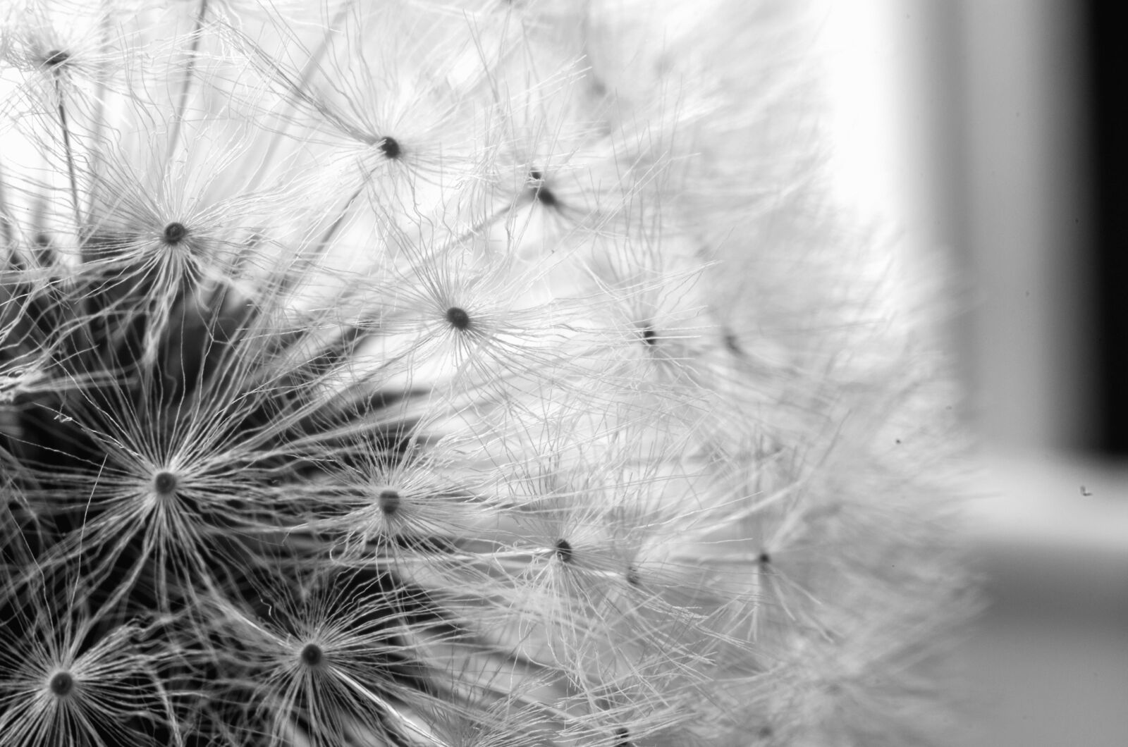 Nikon D5100 sample photo. Seed, plant, dandelion, flower photography
