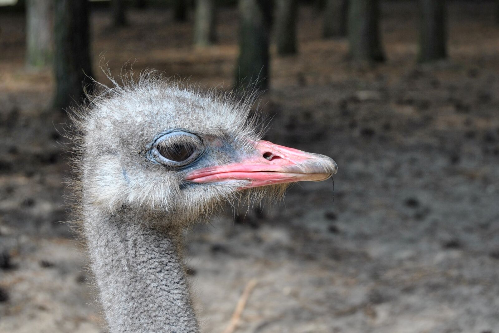Nikon D3000 sample photo. Bouquet, bird, ostrich photography