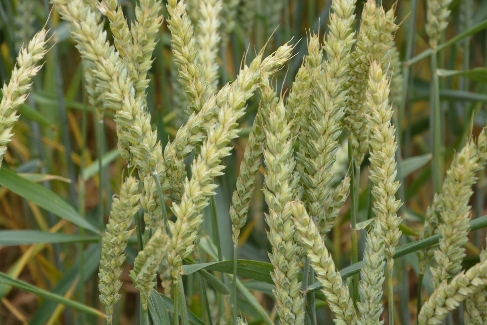 Nikon D5200 sample photo. Ears of wheat, wheats photography