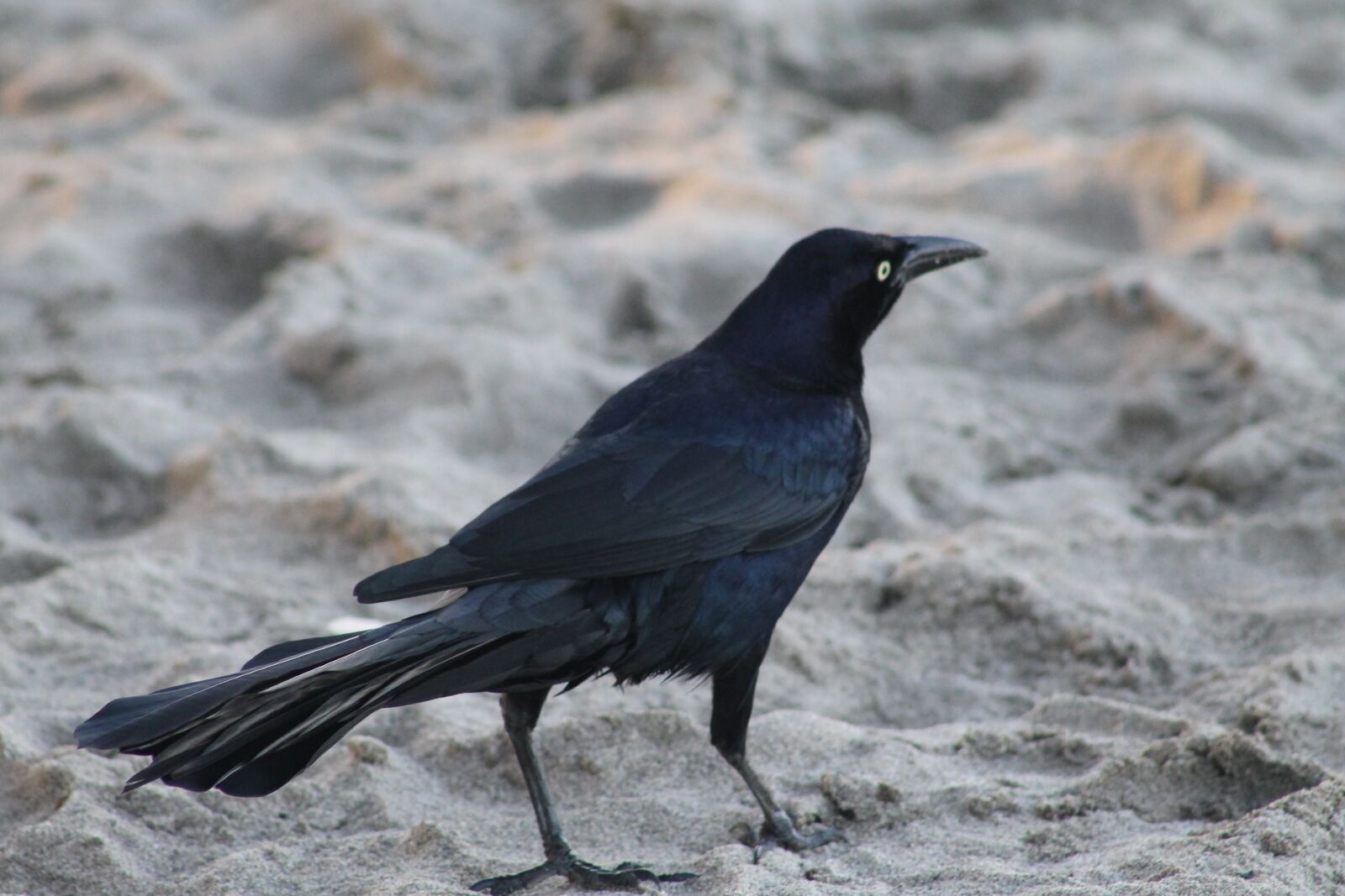 Canon EF75-300mm f/4-5.6 sample photo. Bird, black bird, black photography