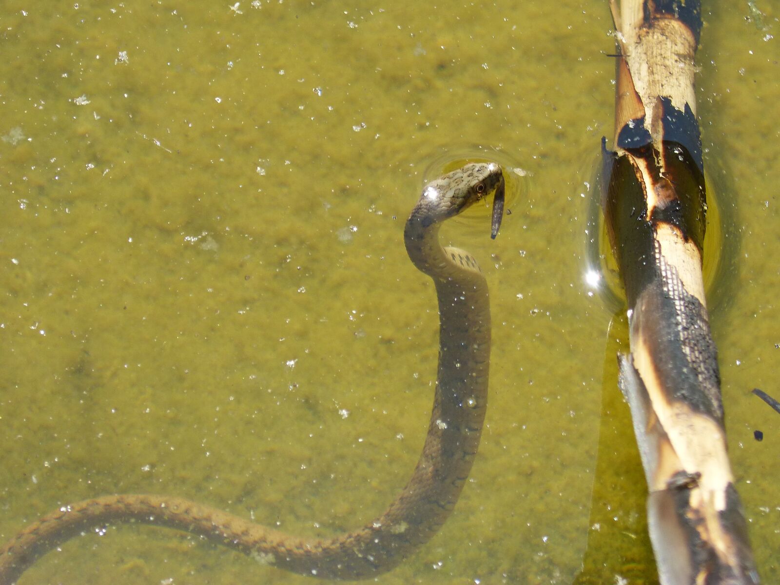 Panasonic DMC-FZ62 sample photo. Pond, snake, cane photography
