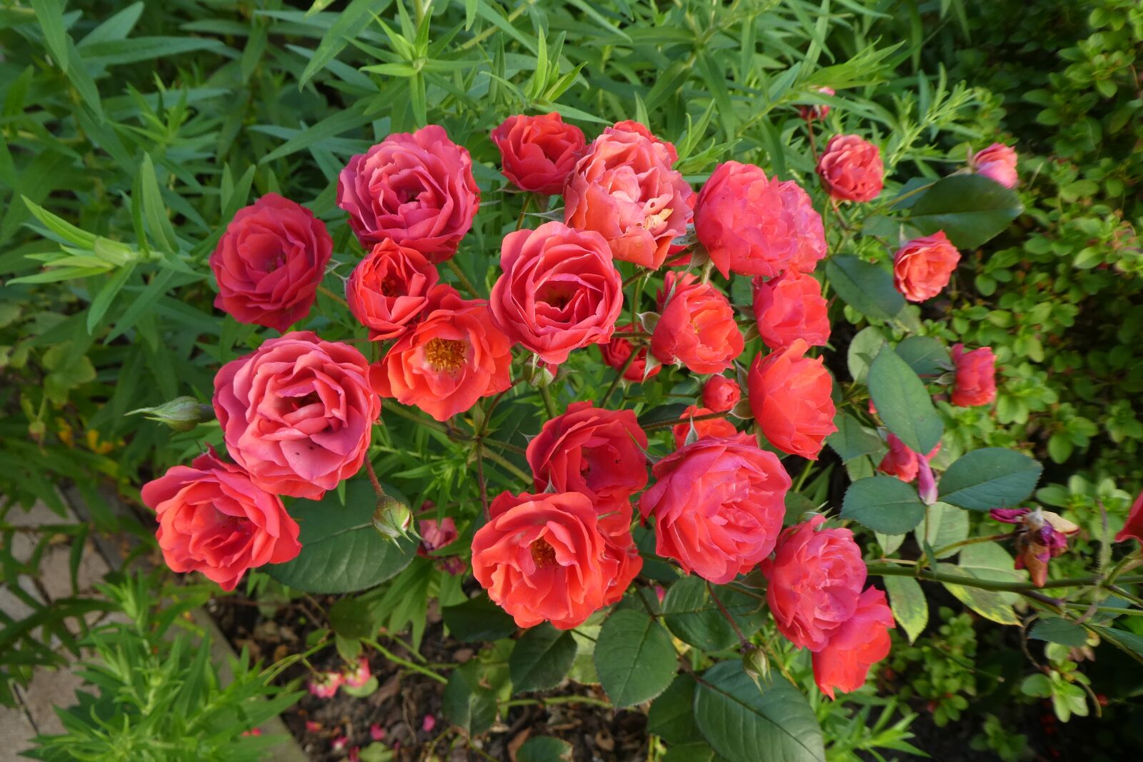 Panasonic DMC-TZ81 sample photo. Red roses, bush roses photography