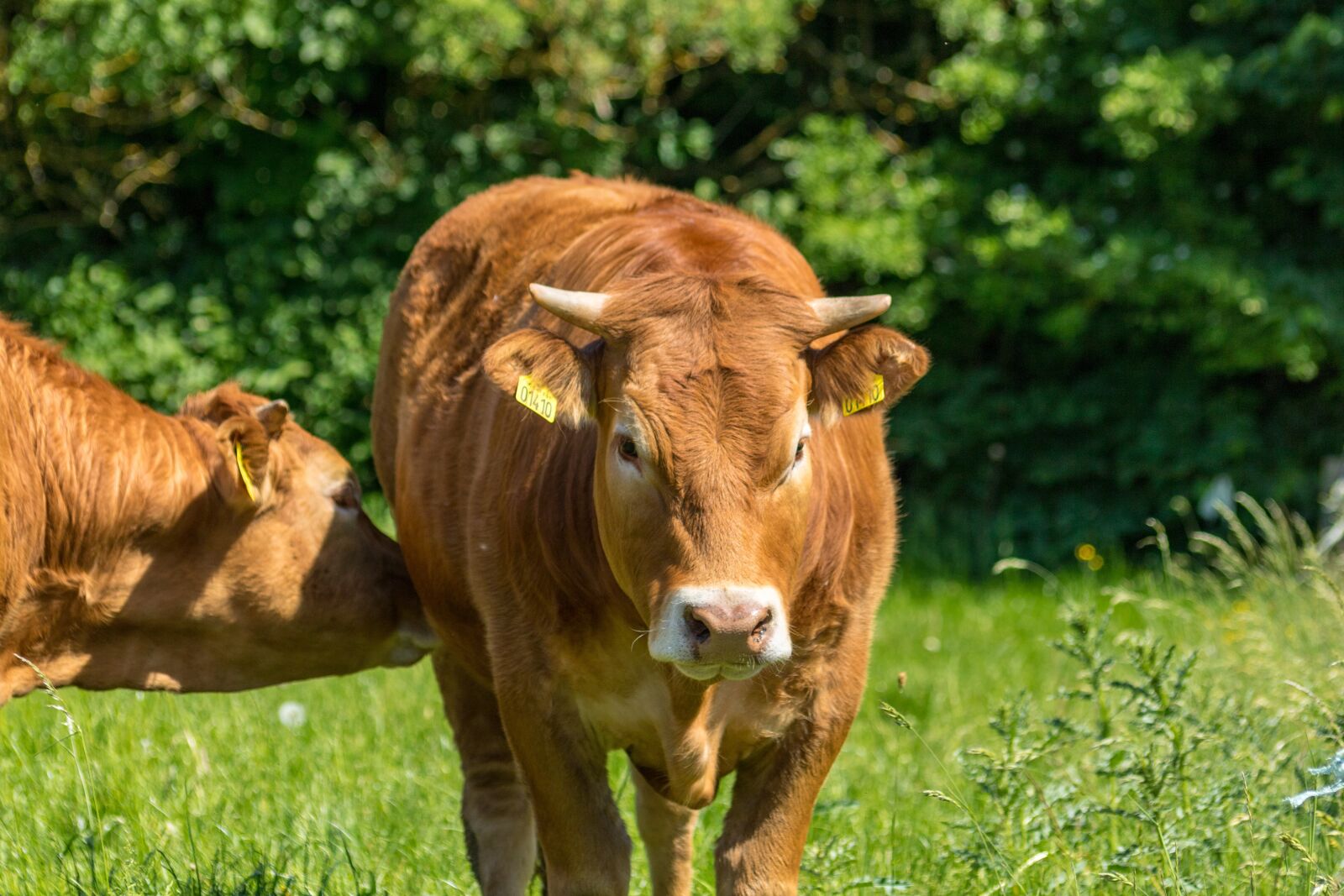 Canon EOS 750D (EOS Rebel T6i / EOS Kiss X8i) sample photo. Heifer, red cows, grass photography