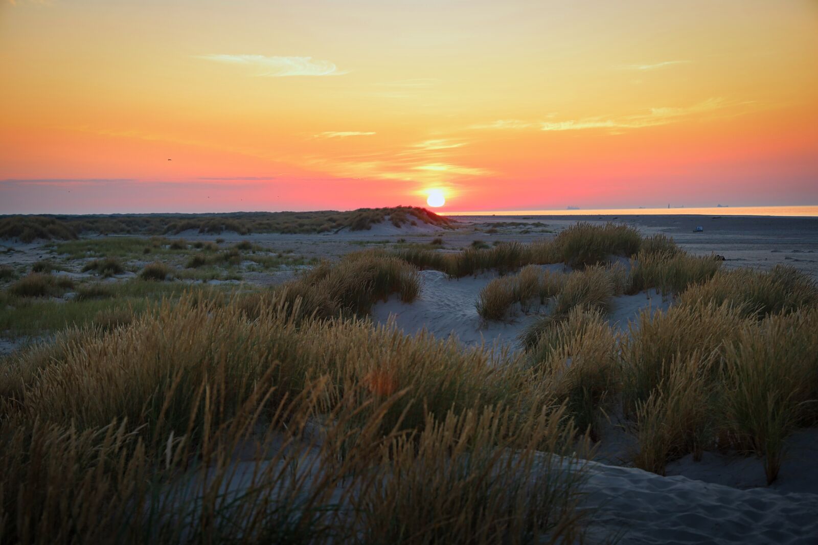 Canon EOS RP + Canon RF 24-105mm F4L IS USM sample photo. Skagen, dune, grass photography