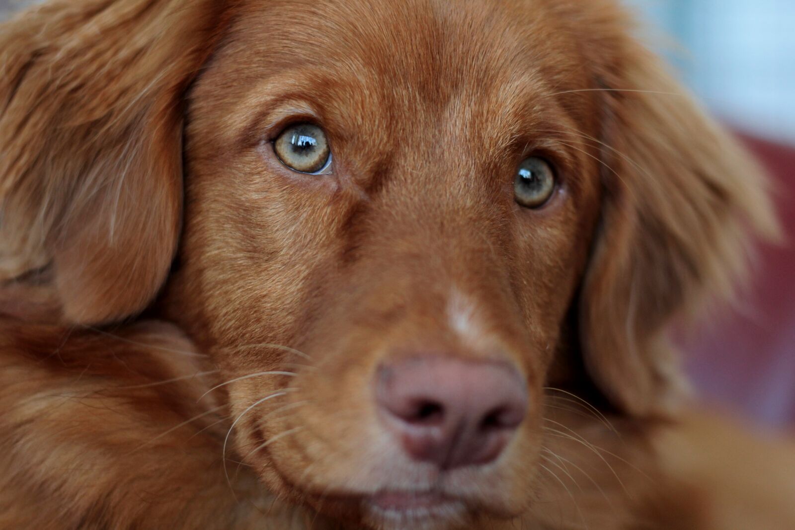 Canon EOS 600D (Rebel EOS T3i / EOS Kiss X5) sample photo. Toller, nova scotia duck photography