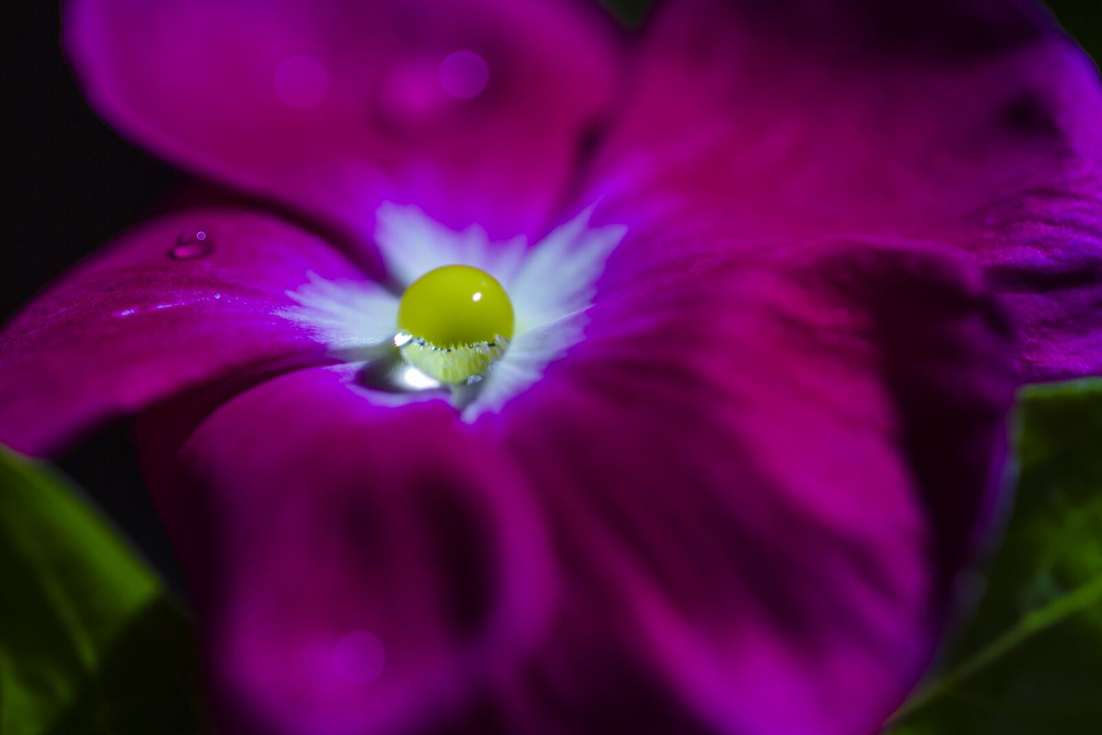 Canon EF 100mm F2.8L Macro IS USM sample photo. Drop, crystallization, water photography