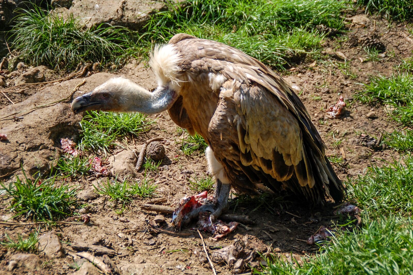 Nikon D40 sample photo. Vulture, fawn, ave photography