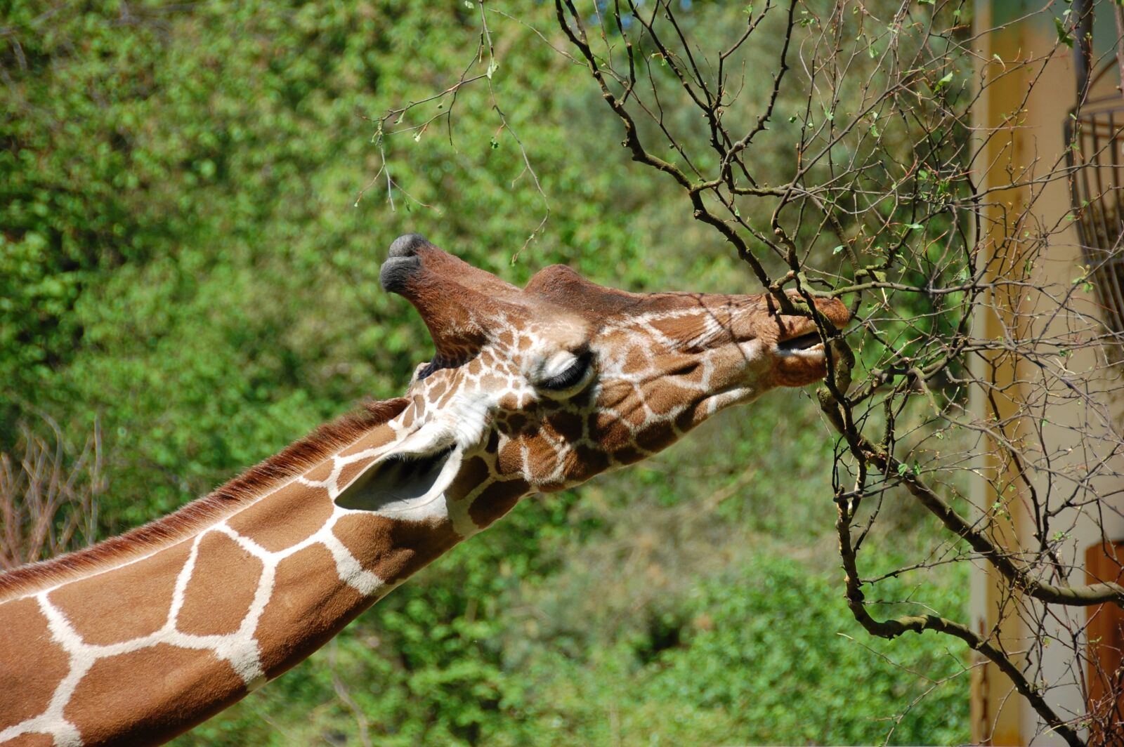 Nikon D40 sample photo. Giraffe, neck, eat photography