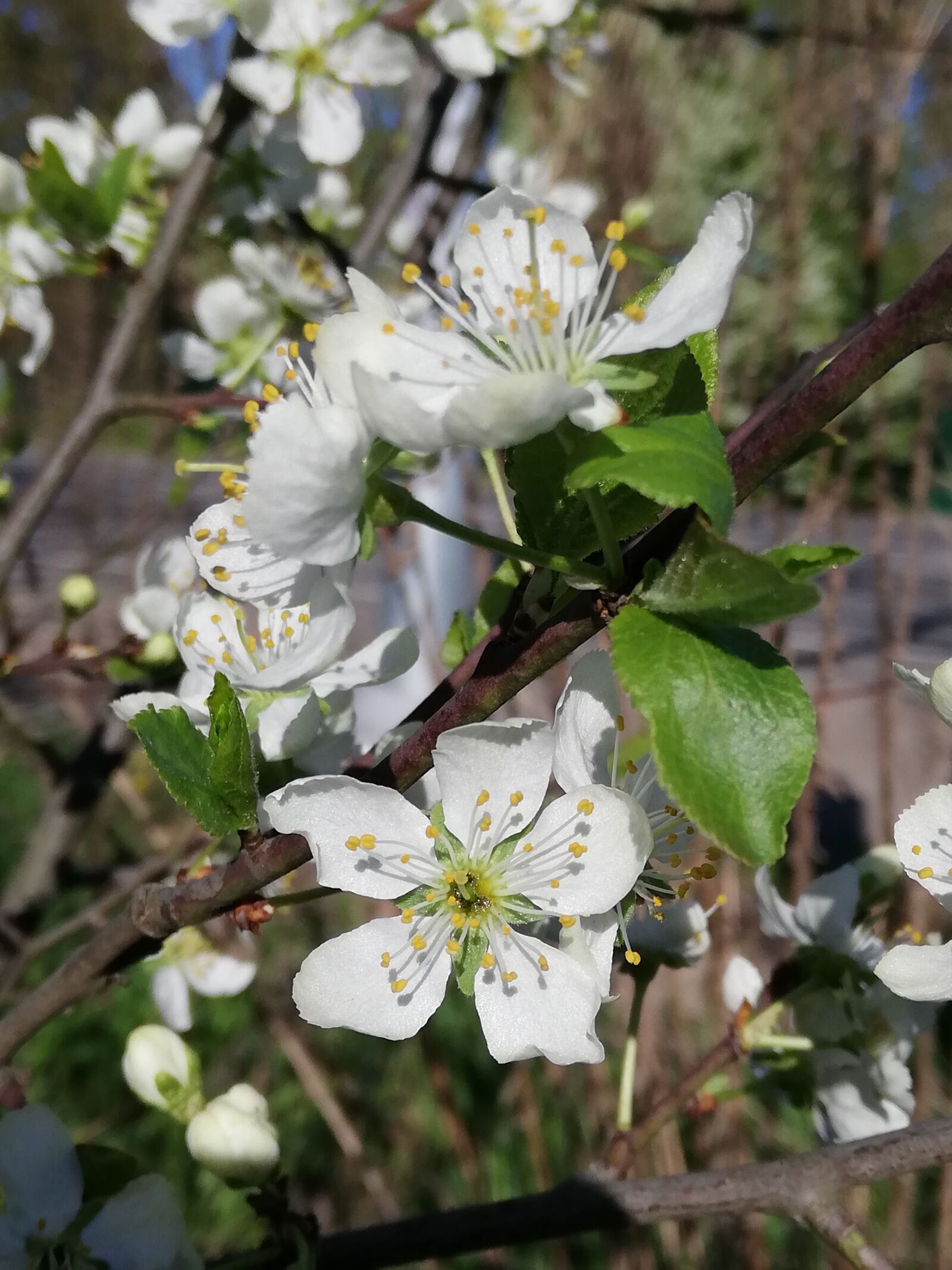 HUAWEI P20 lite sample photo. Cherry, tree, blooms photography